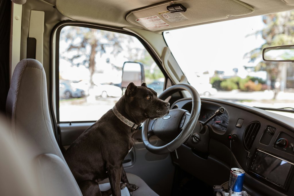 Discover the Best Road Trips with Dogs Across the UK