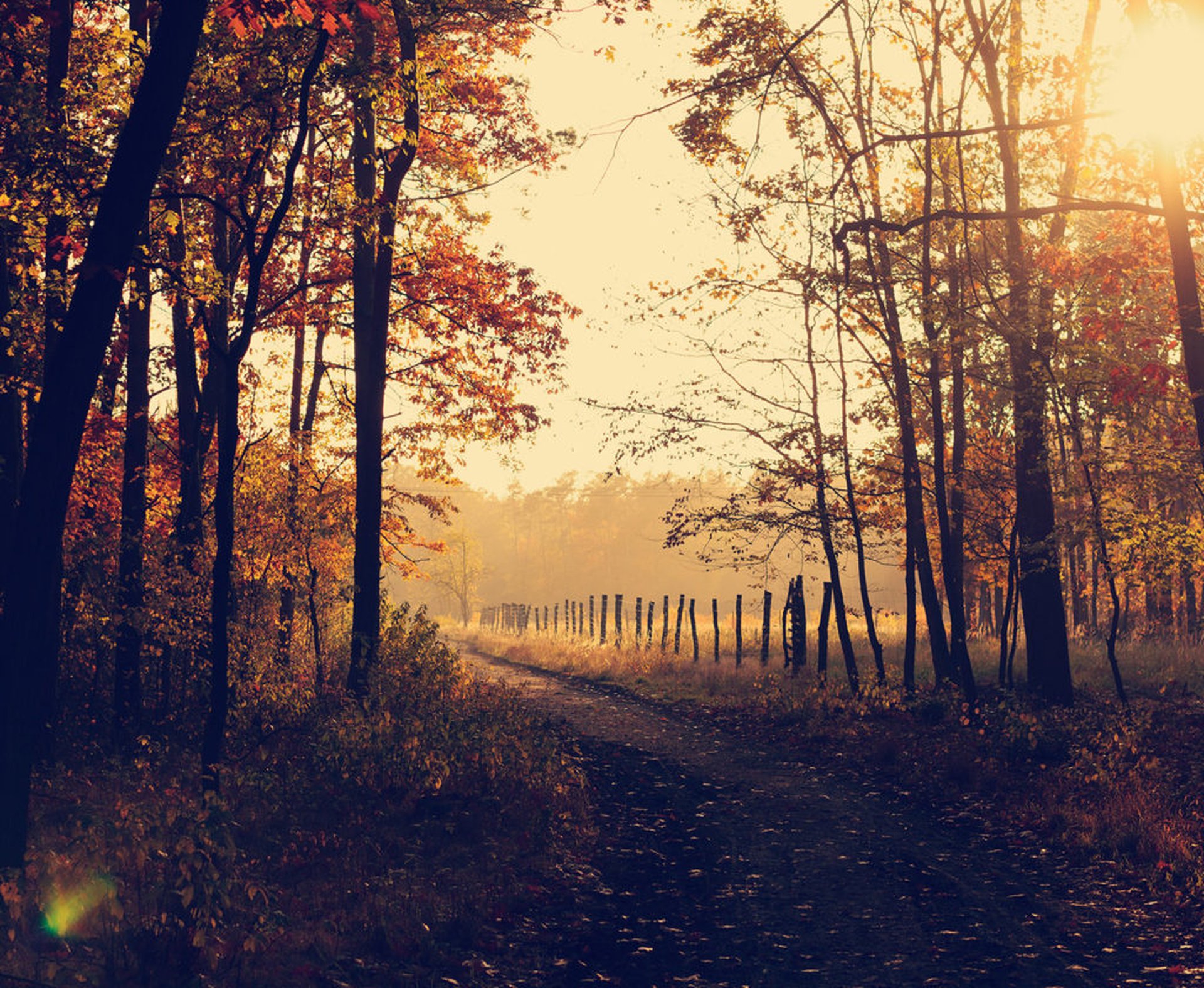 Herstwandeling, bomen, bos, mist, herfst, bladeren