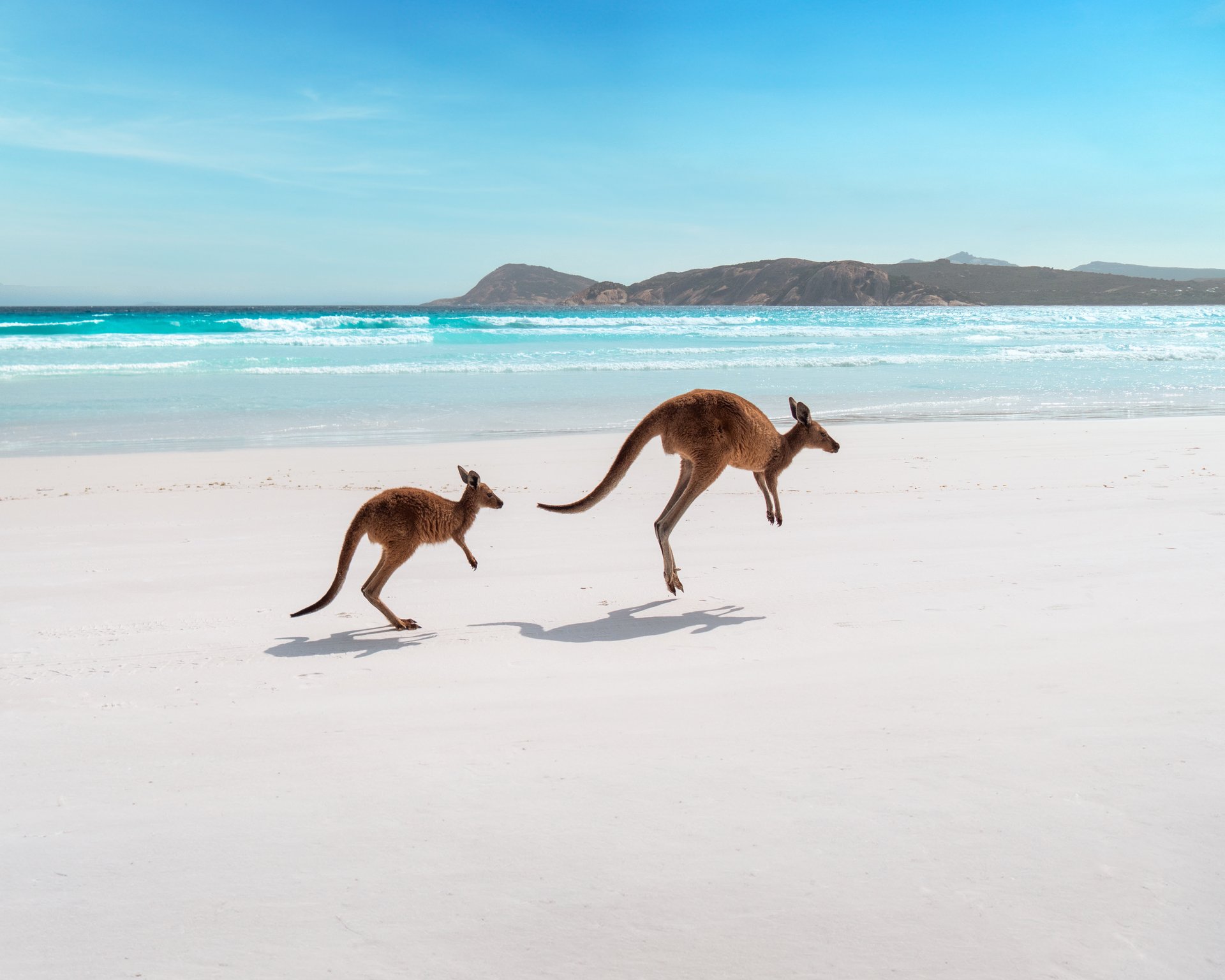 Two kangaroos hop along a pristine white sandy beach with turquoise waves and distant hills under a clear blue sky.