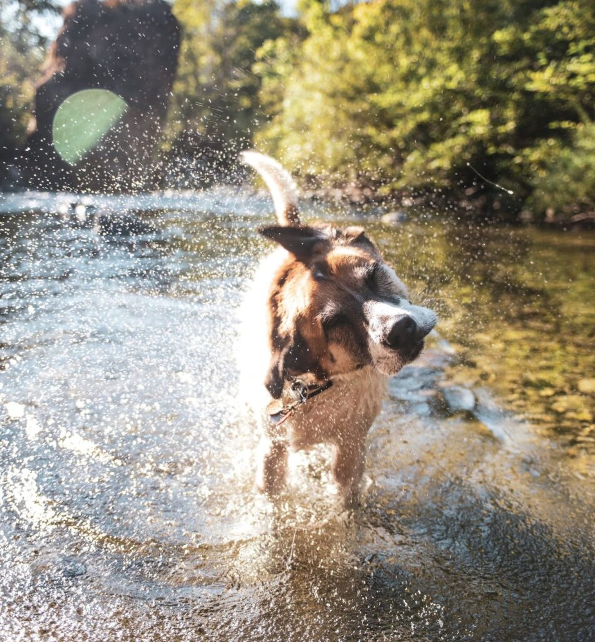 Camping Chiemsee mit Hund: 5 hundefreundliche Campingpltze am See