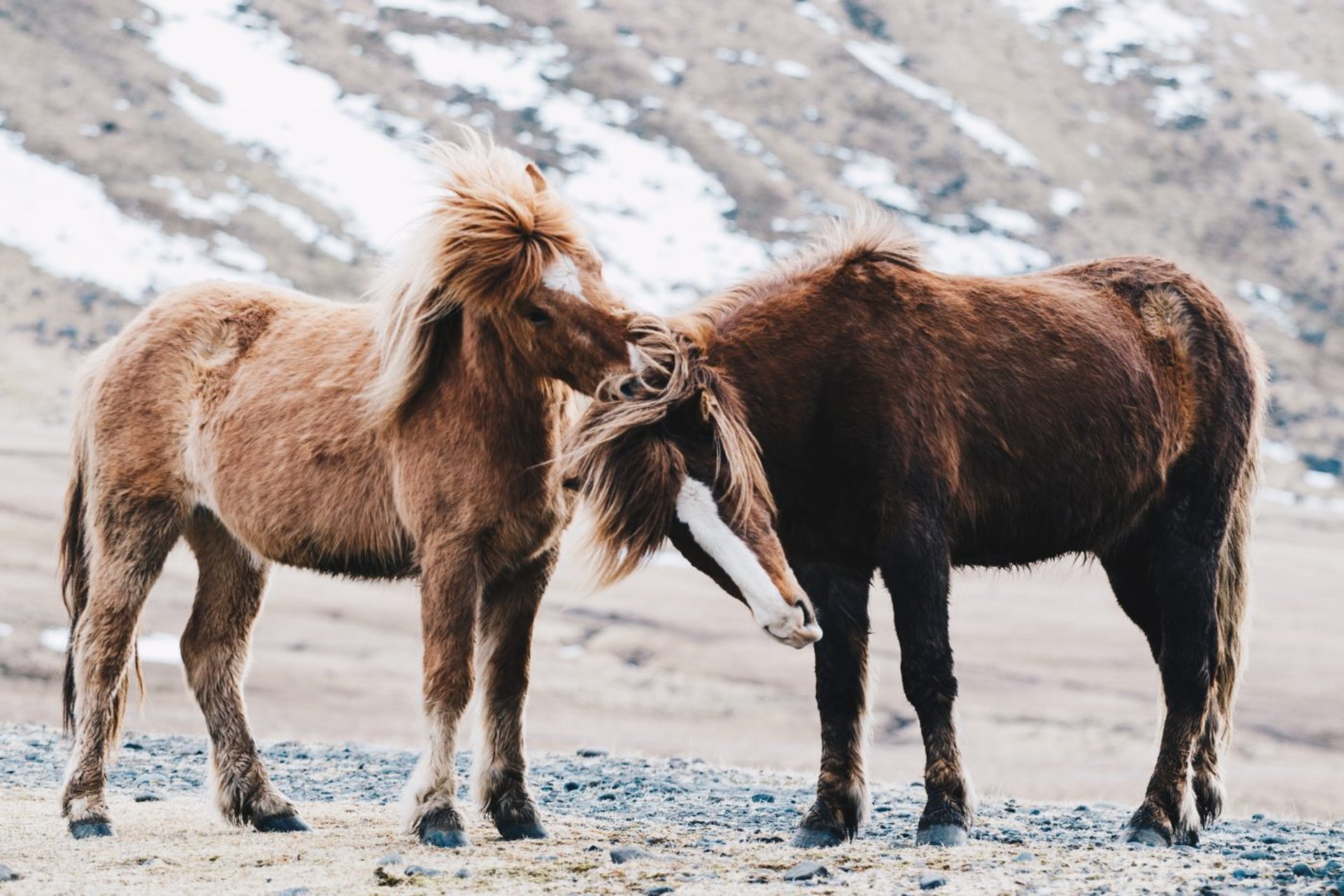 Island Ponys Müll Nachhaltigkeit Projekt Reisen