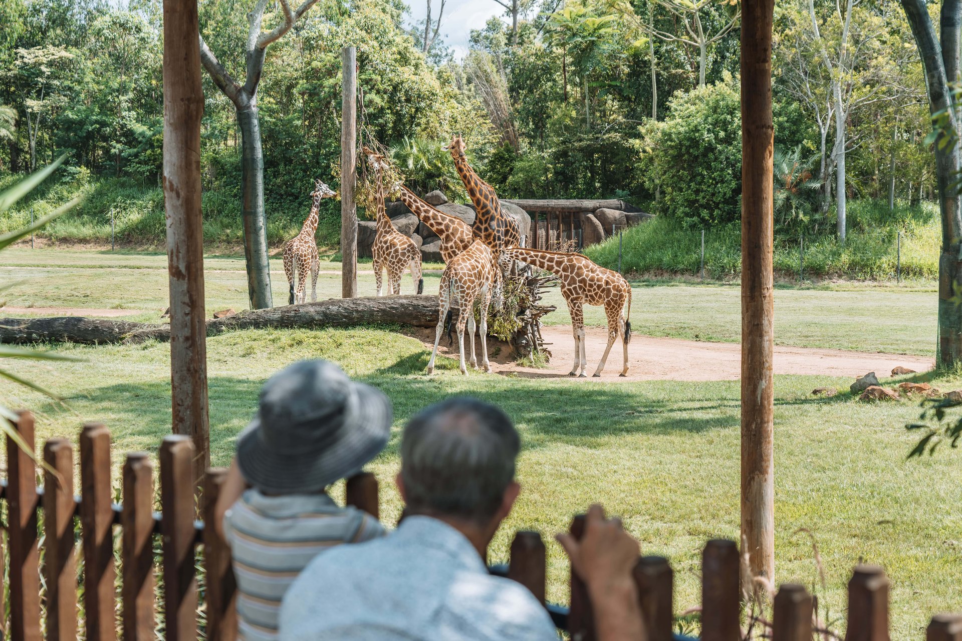 Two people watch a group of giraffes standing together in a grassy enclosure at a zoo, surrounded by trees and wooden fences.