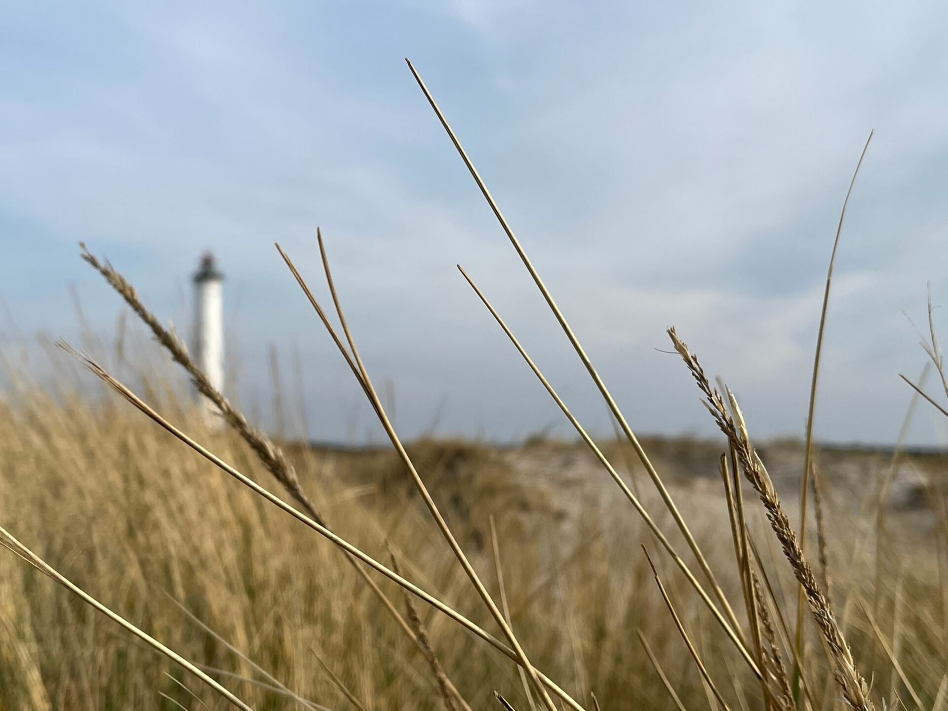 Camping Dänemark mit Hund: Hundefreundliche Campingplätze am Meer
