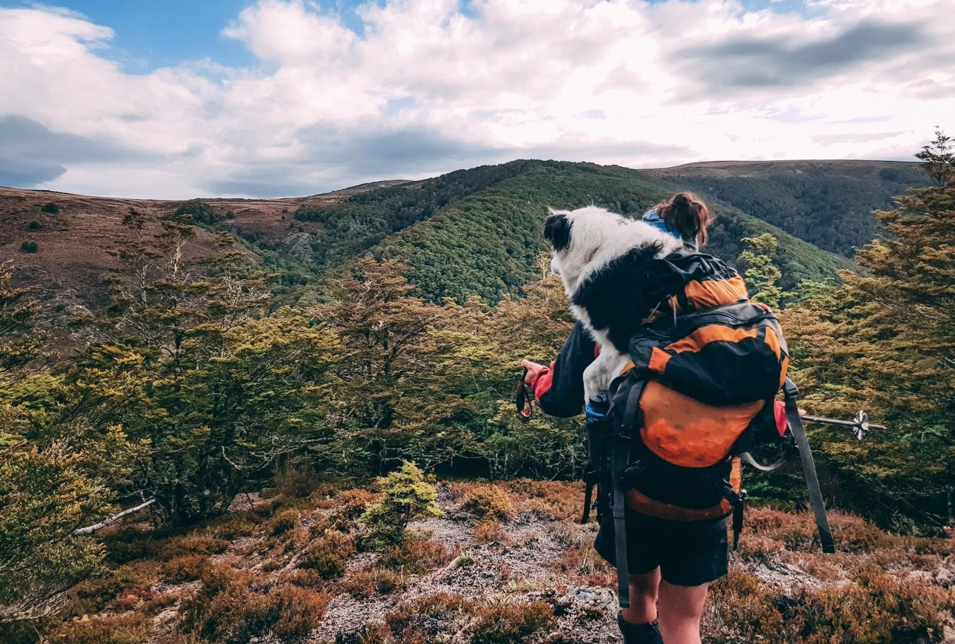 Border Collie Hunderucksack Wanderurlaub im Herbst