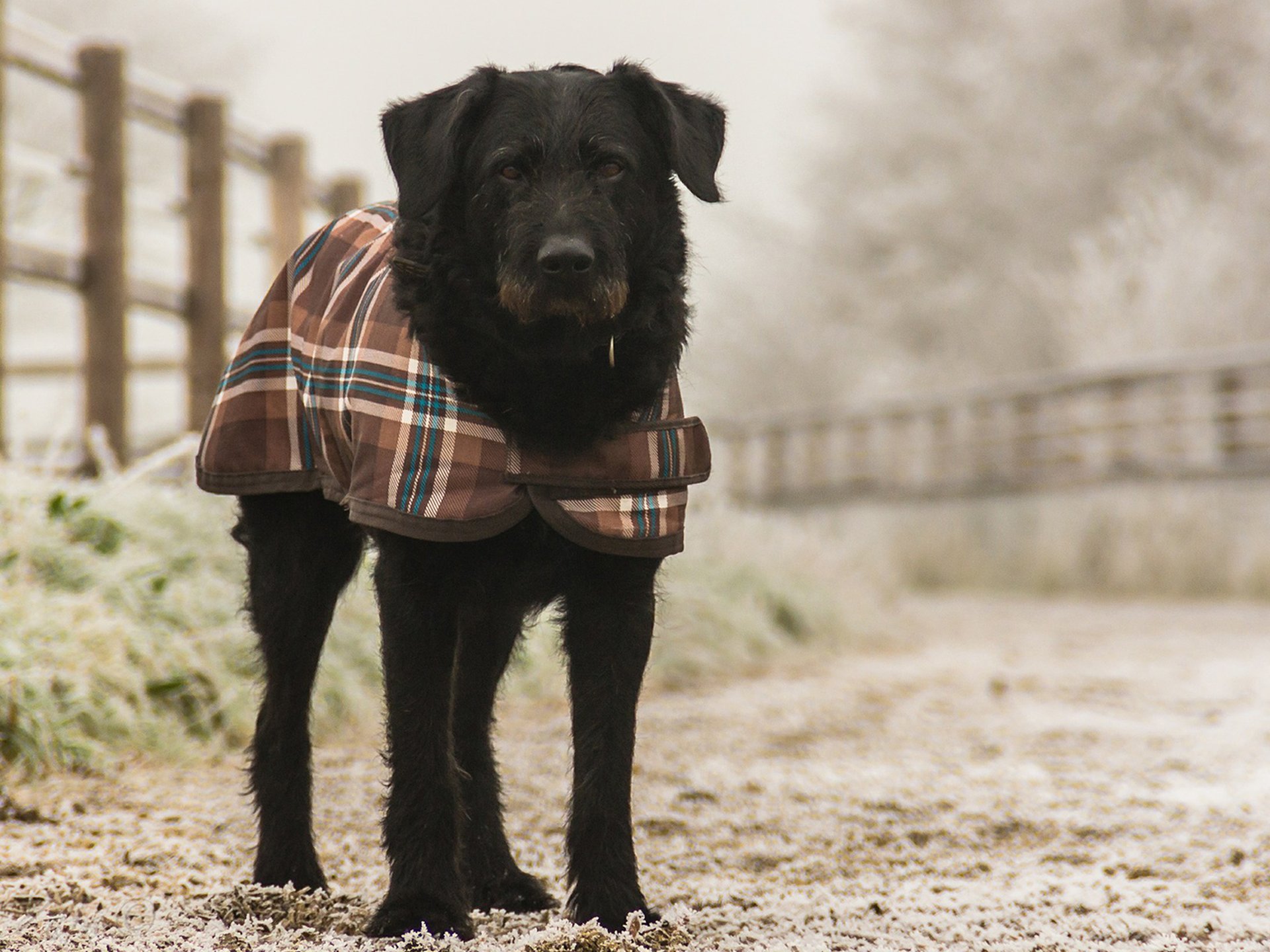 Wintercamping mit Hund Mantel Dreck