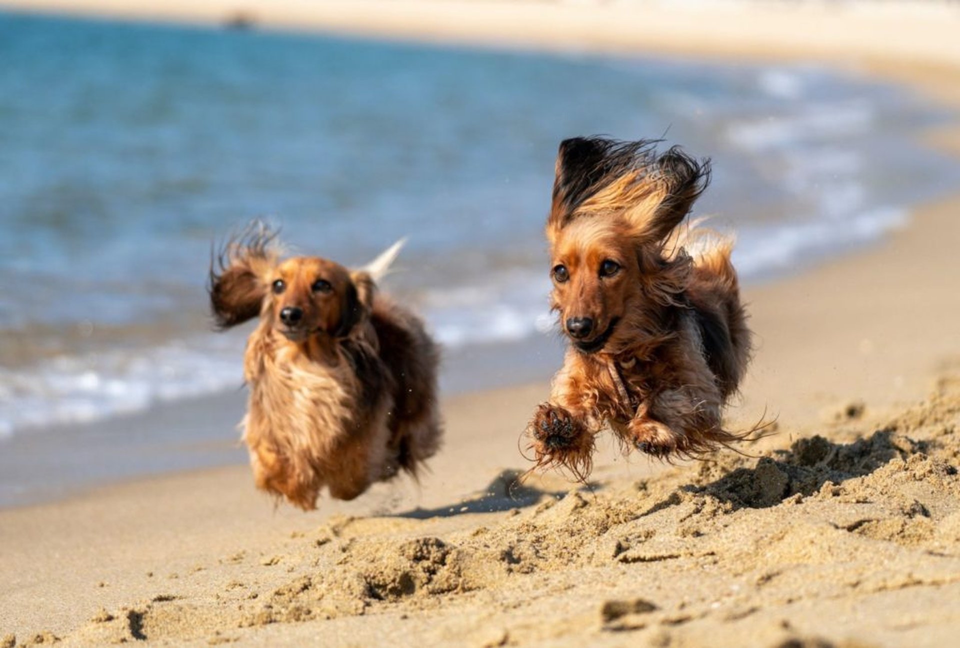 Op strandvakantie met de hond – het grote avontuur wacht!