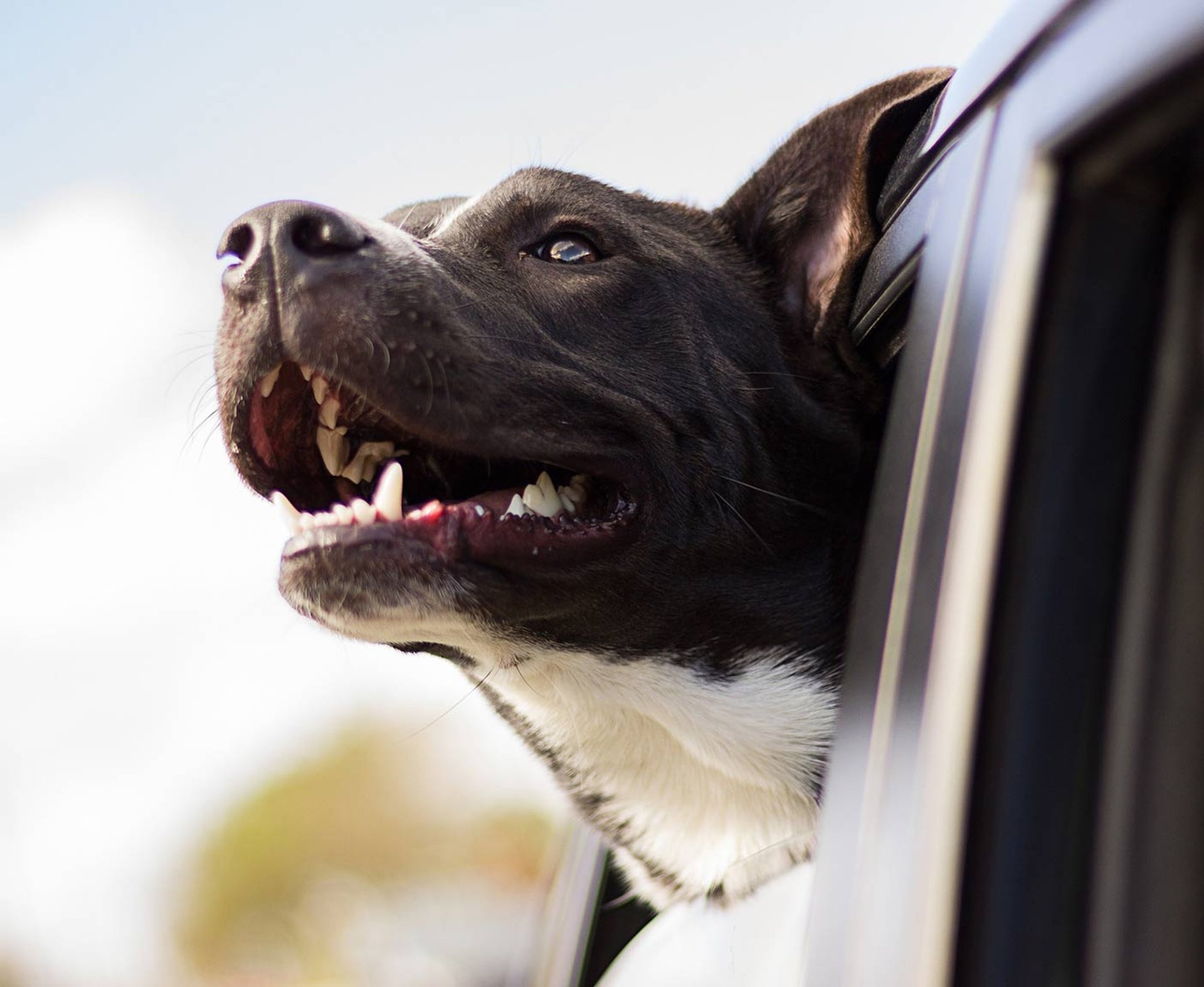 vakantie met hond, auto