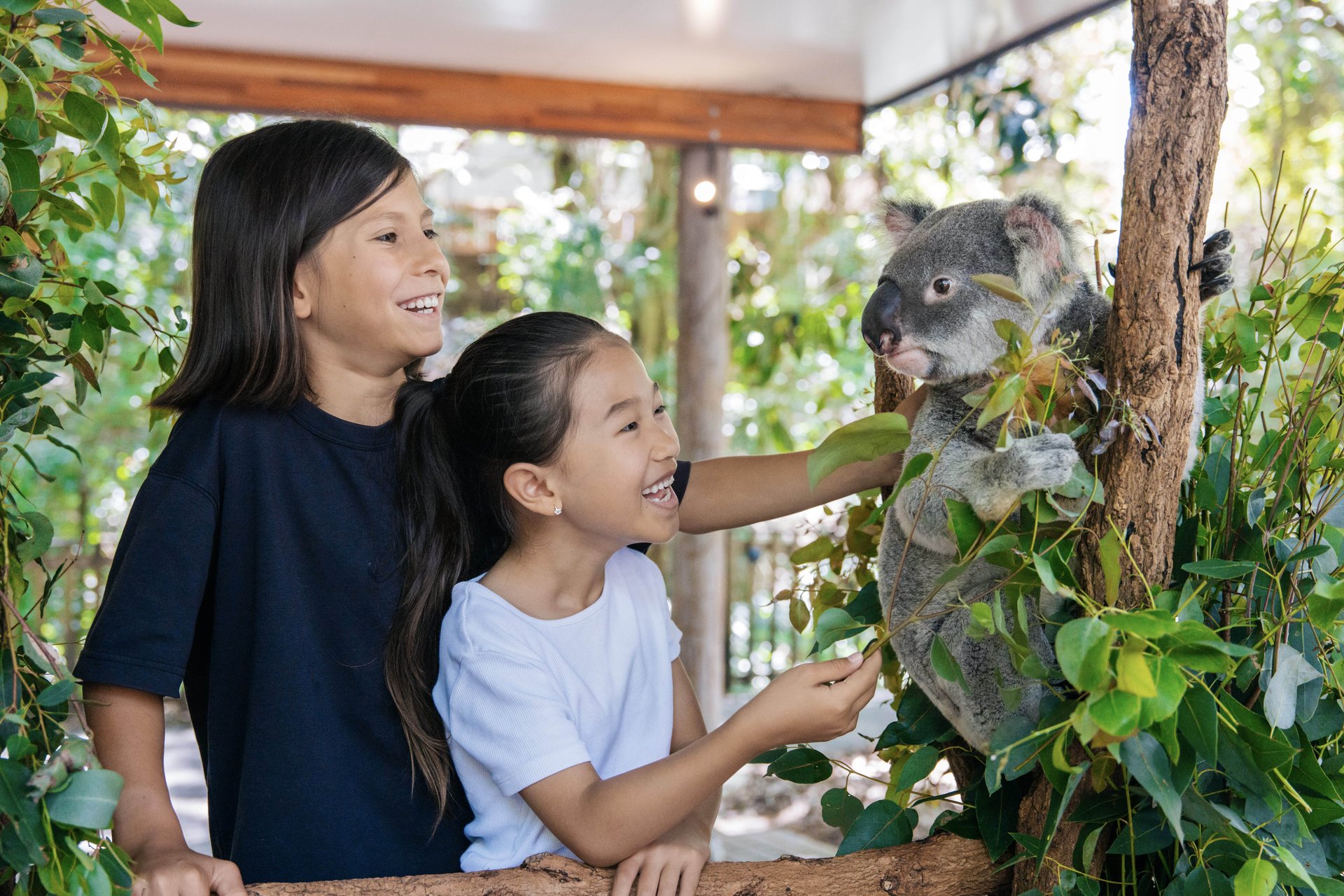 Two children smiling and interacting with a koala perched on a tree branch, surrounded by lush green leaves.
