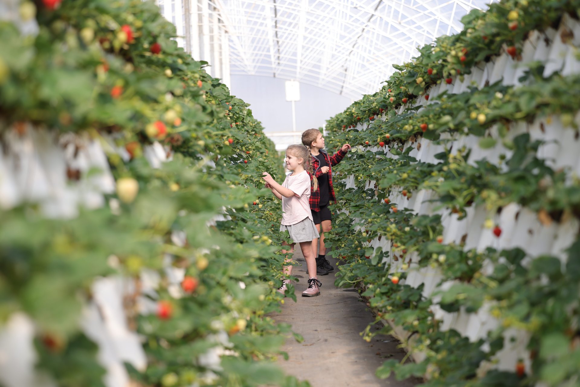 Two children picking ripe strawberries in a greenhouse aisle between long vertical planting rows.