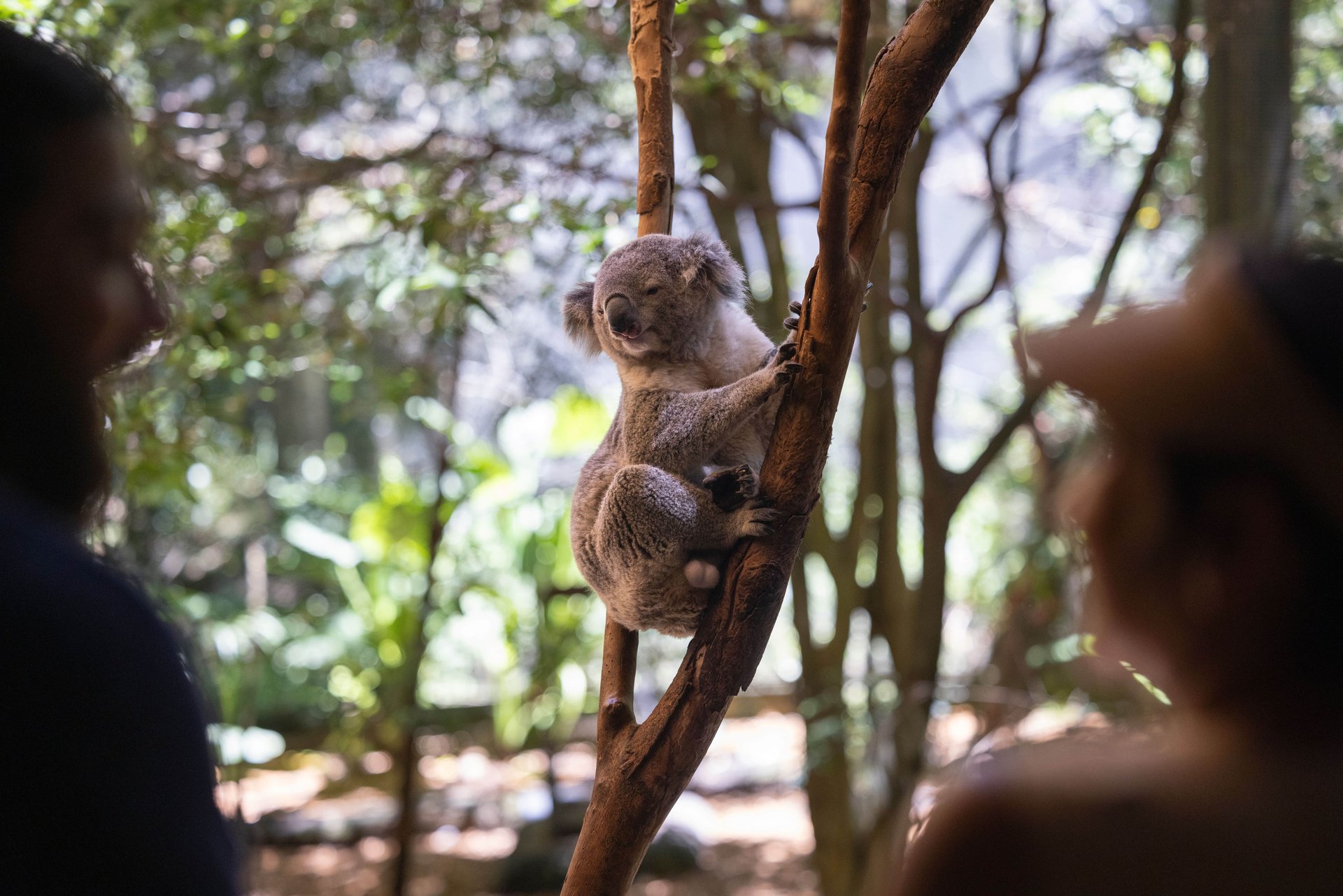 A koala clings to a tree branch in a sunlit forest, with two people observing in the blurred foreground.