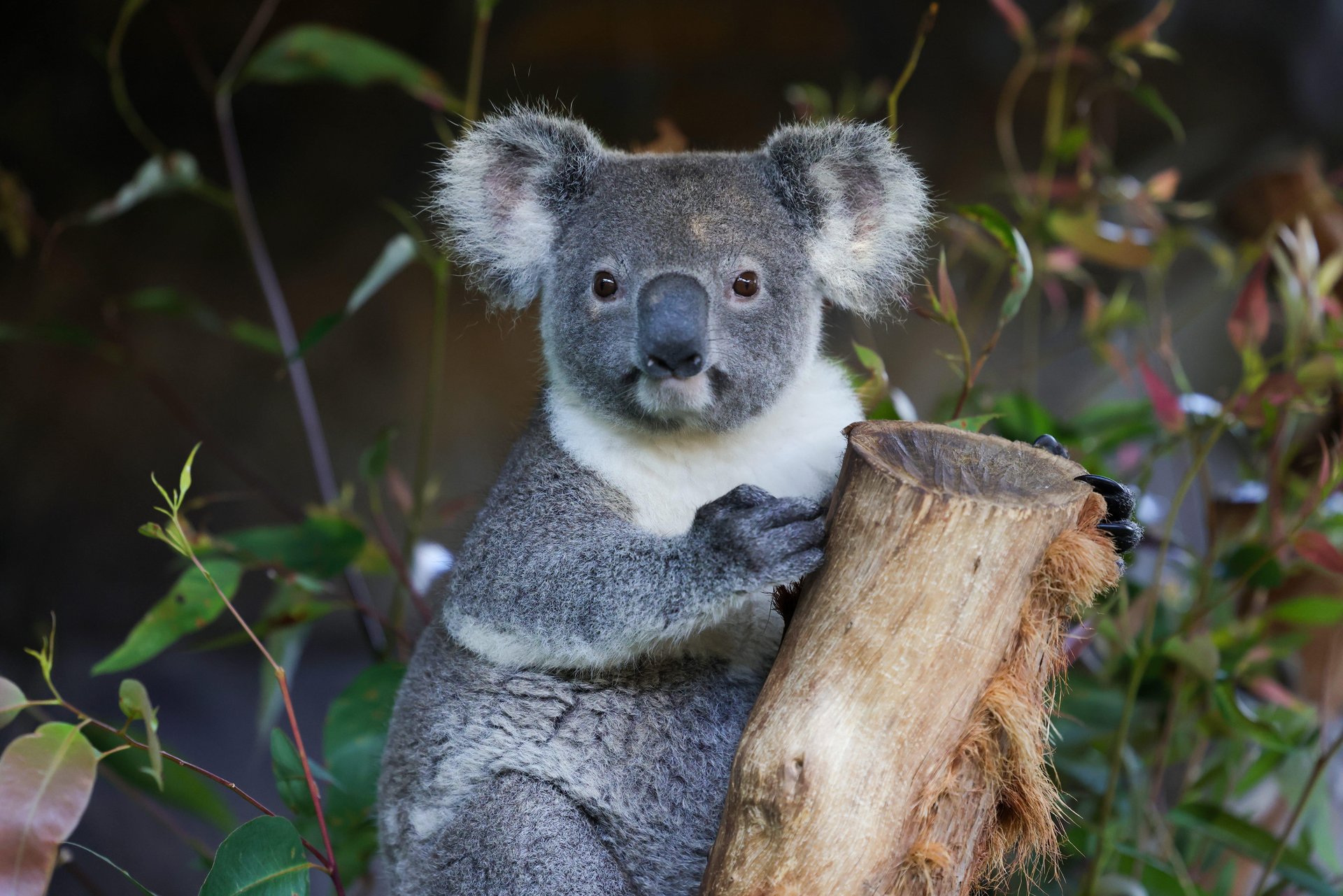 Close-up koala clutching a tree trunk among eucalyptus leaves, looking at the camera.