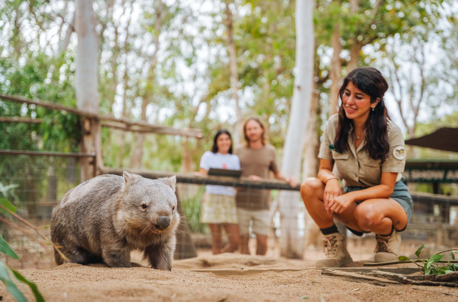 Wombat walking on sandy ground inside enclosure as a keeper crouches nearby and visitors watch.