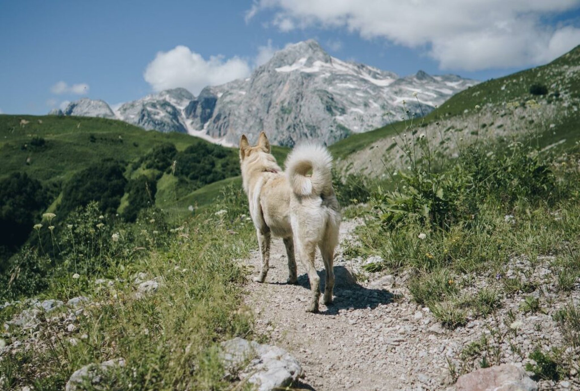 Camping am Chiemsee mit Hund – Die besten Campingplätze und Reisetipps