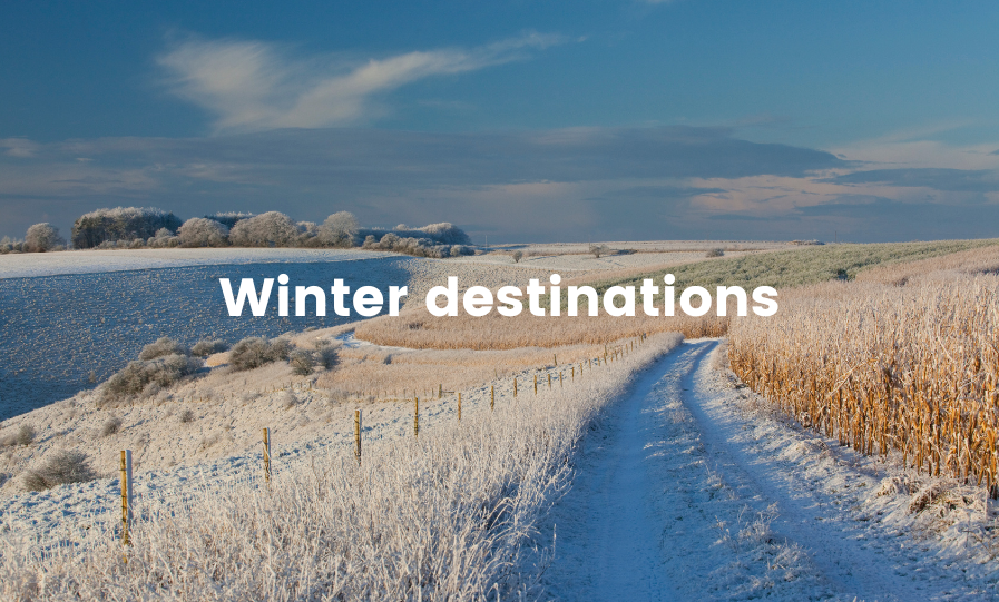 Campervan parked amongst snow-dusted trees in the British countryside.