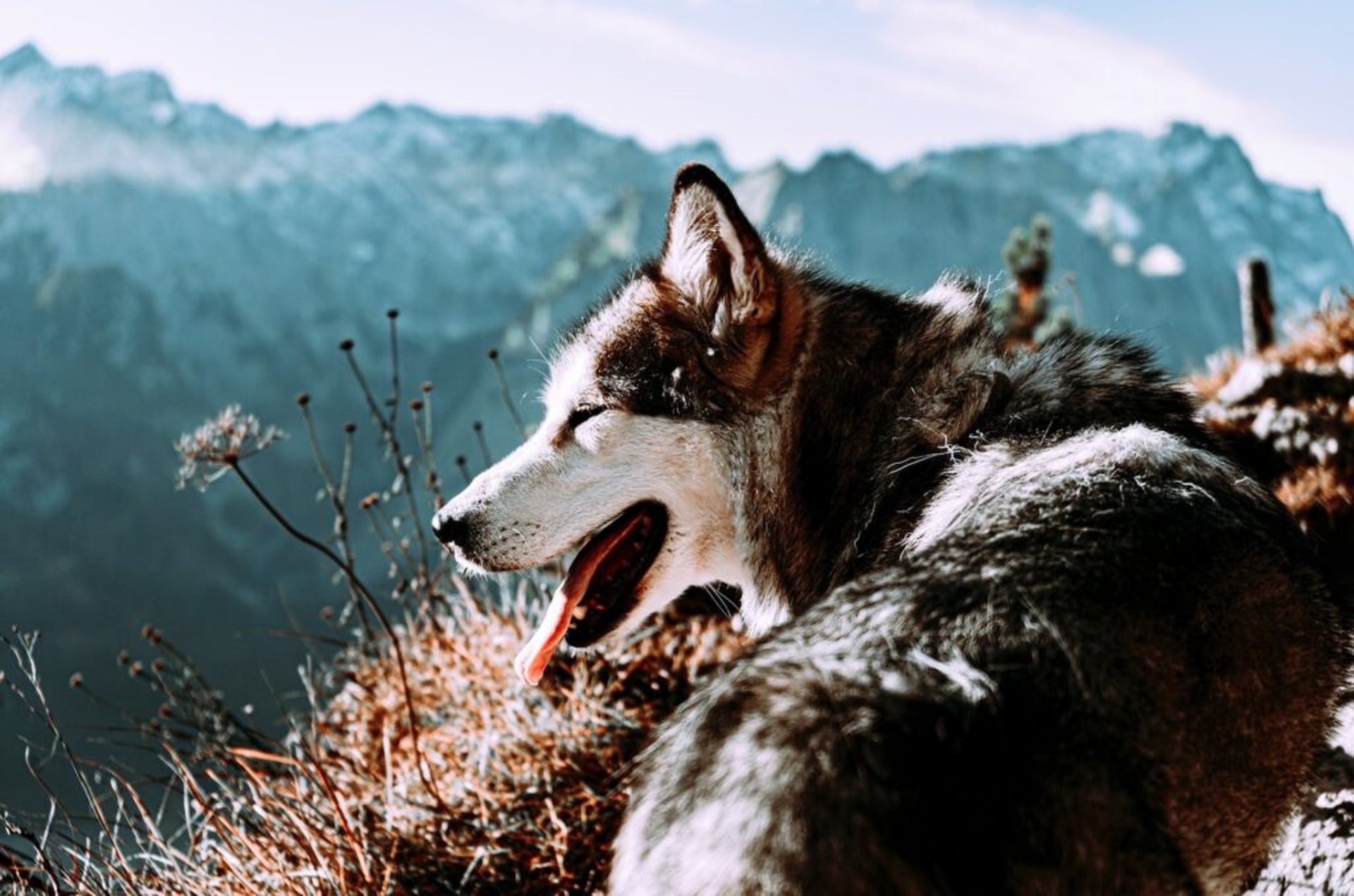 Die besten Stellplätze für Urlaub mit Hund in Österreich