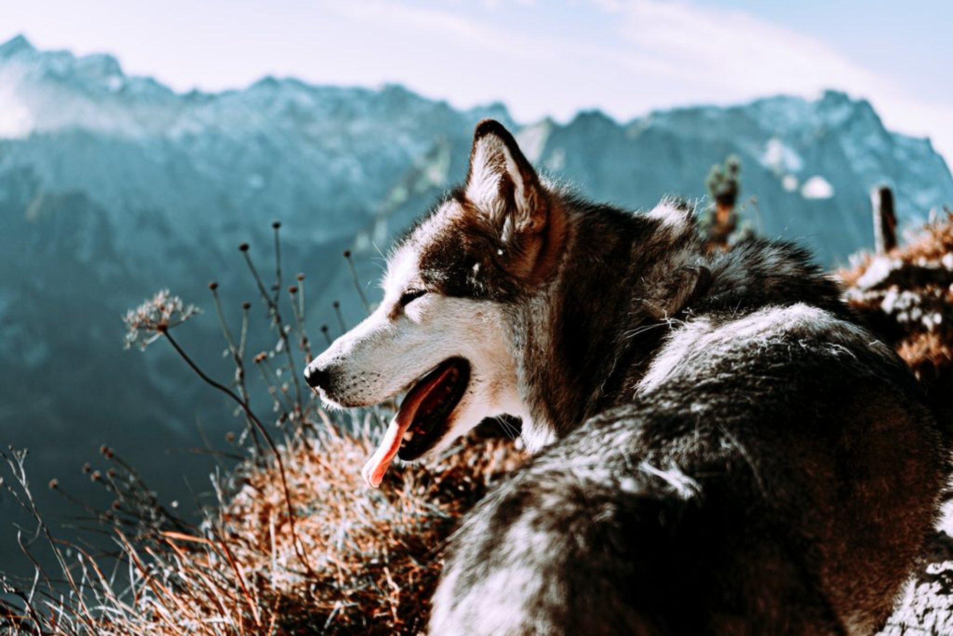 Hund in den Bergen von Garmisch-Partenkirchen in Bayern