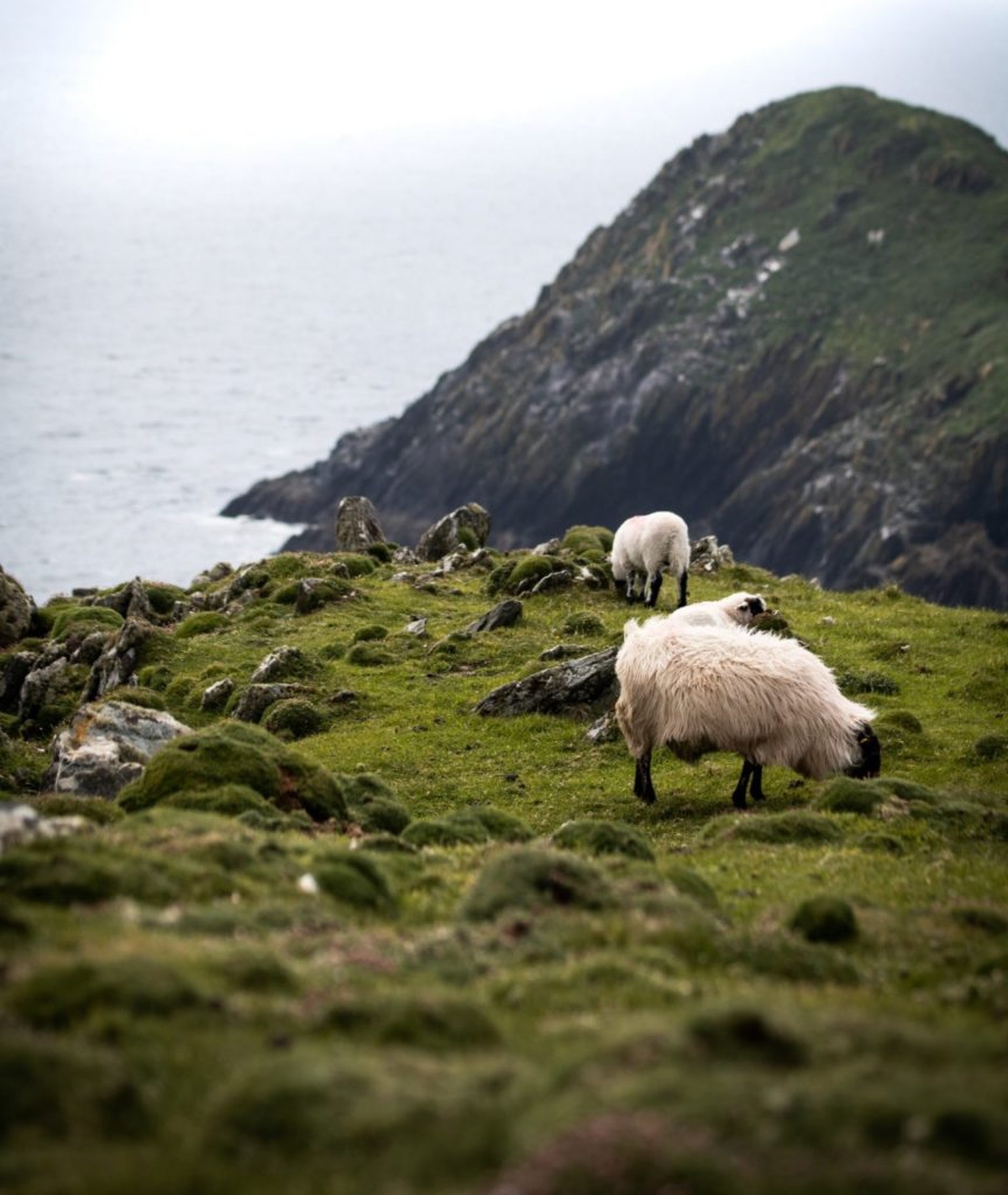 Irland mit dem Wohnmobil: Urlaub auf der Grünen Insel