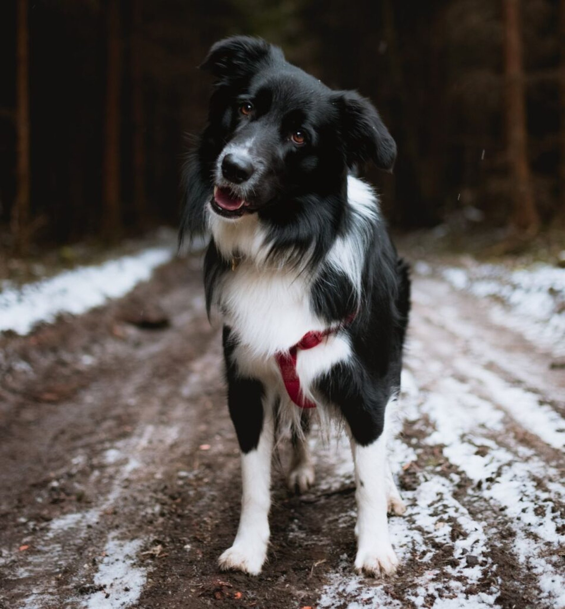 Wintercamping Ostsee mit Hund: Die schönsten Campingplätze und Geheimtipps