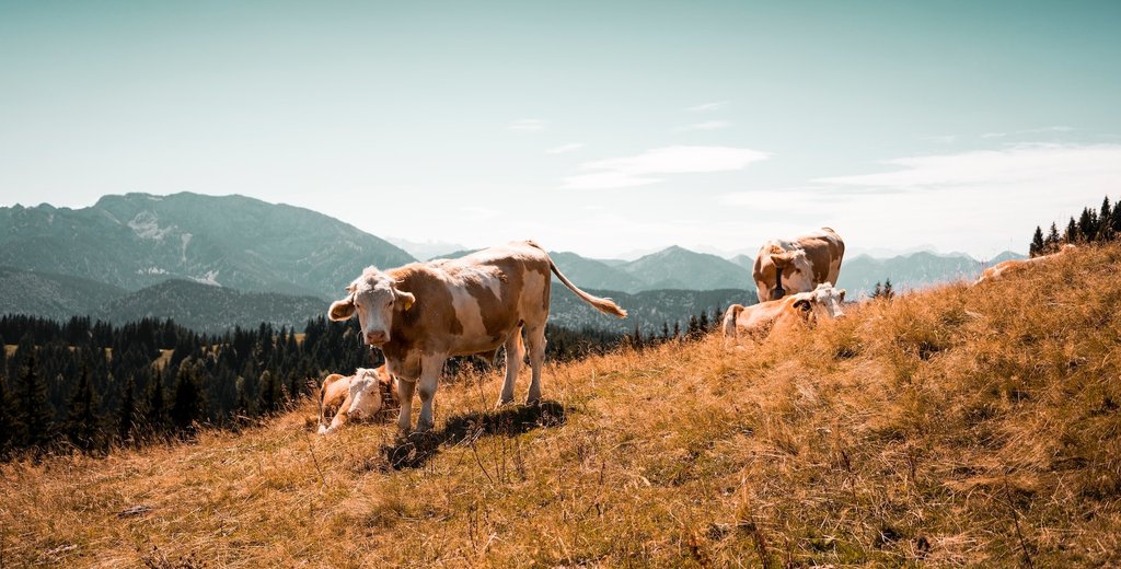 Bayerische Natur: 7 traumhafte Stellplätze zum Campen mit Wohnmobil oder Wohnwagen. Urlaubsfeeling pur!