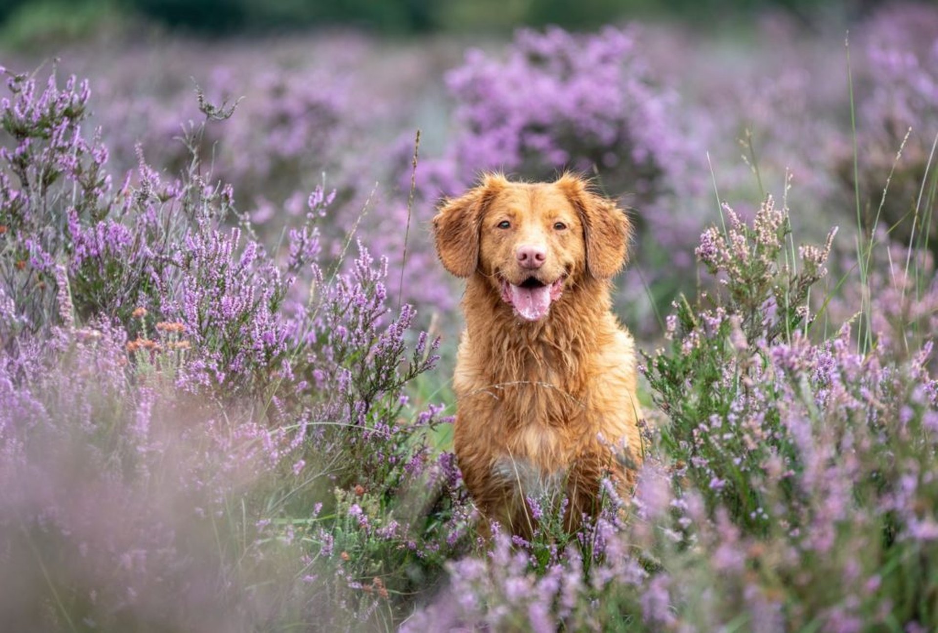 Die aktuellen Einreisebestimmungen für Hunde in EU-Ländern