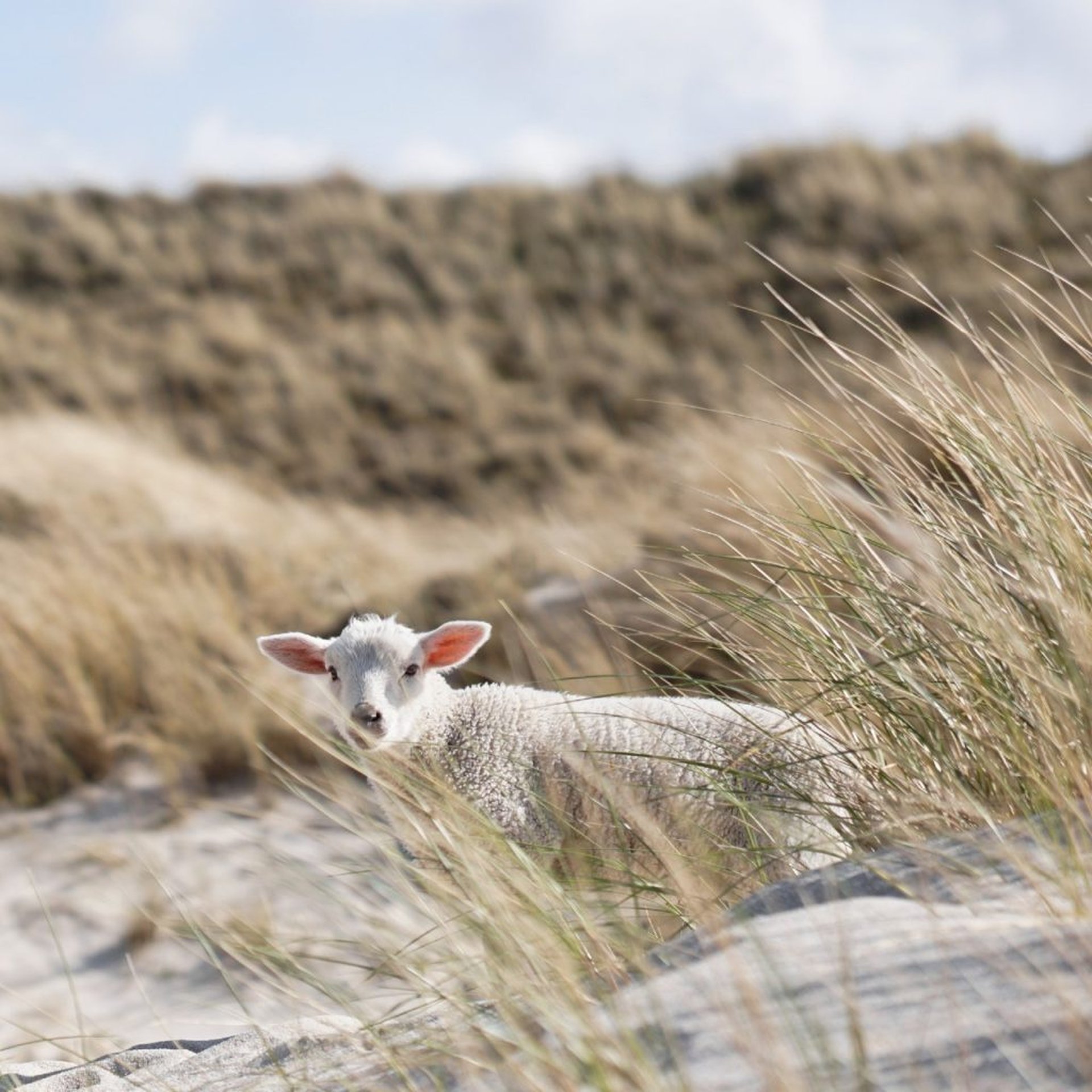 Familievakantie aan de Noordzee – Ervaar de kust in een camper
