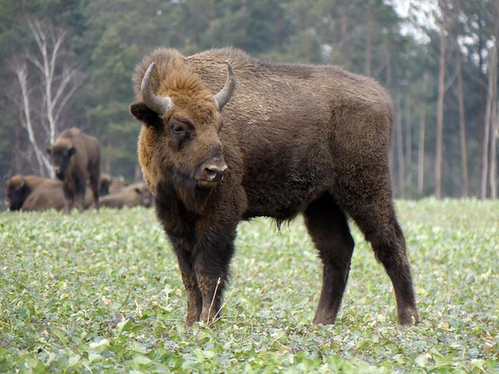 europese bizon wisent polen