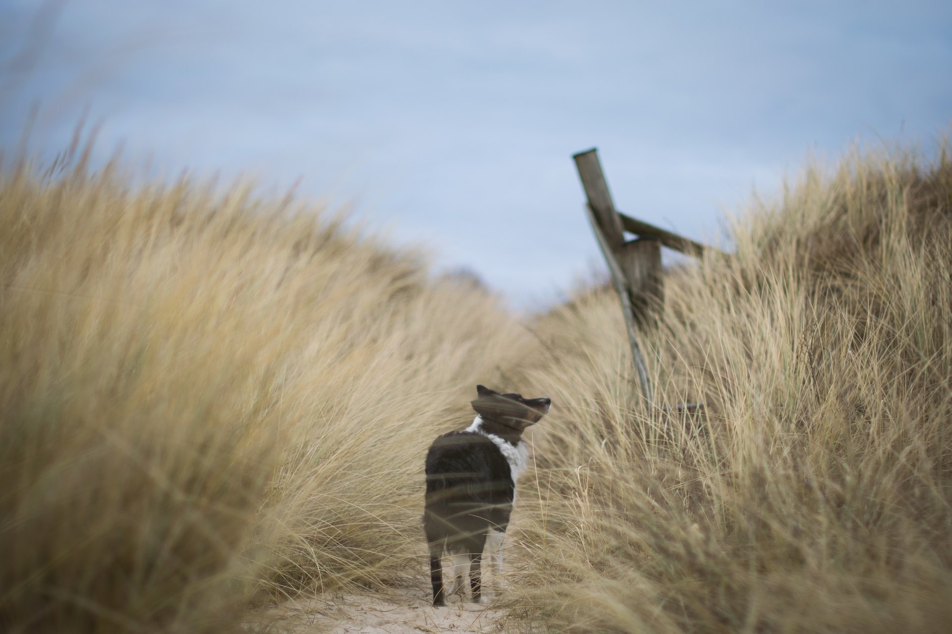Border Collie in den Dünen am Strand