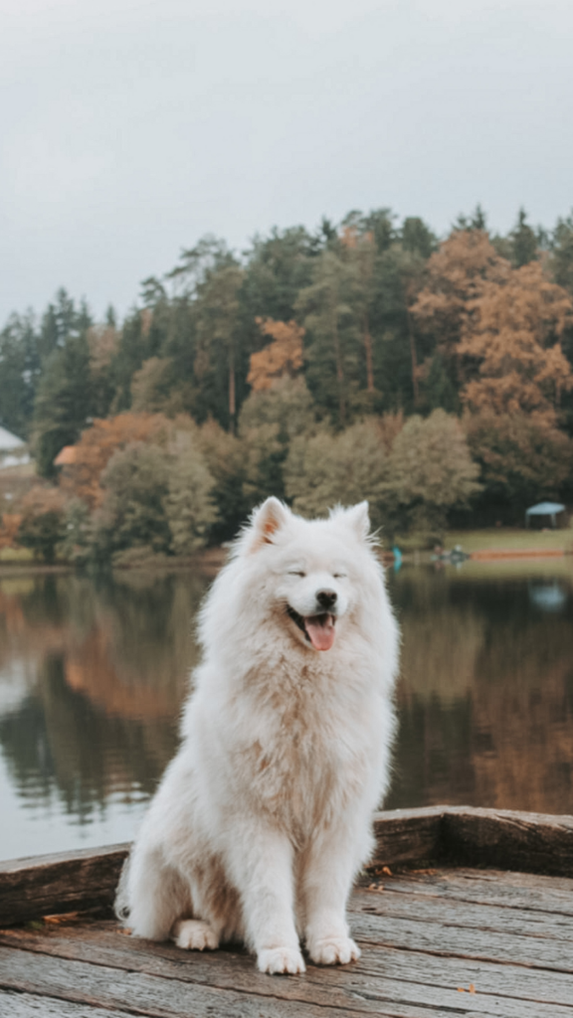 Camping Dänemark mit Hund: Hundefreundliche Campingplätze am Meer