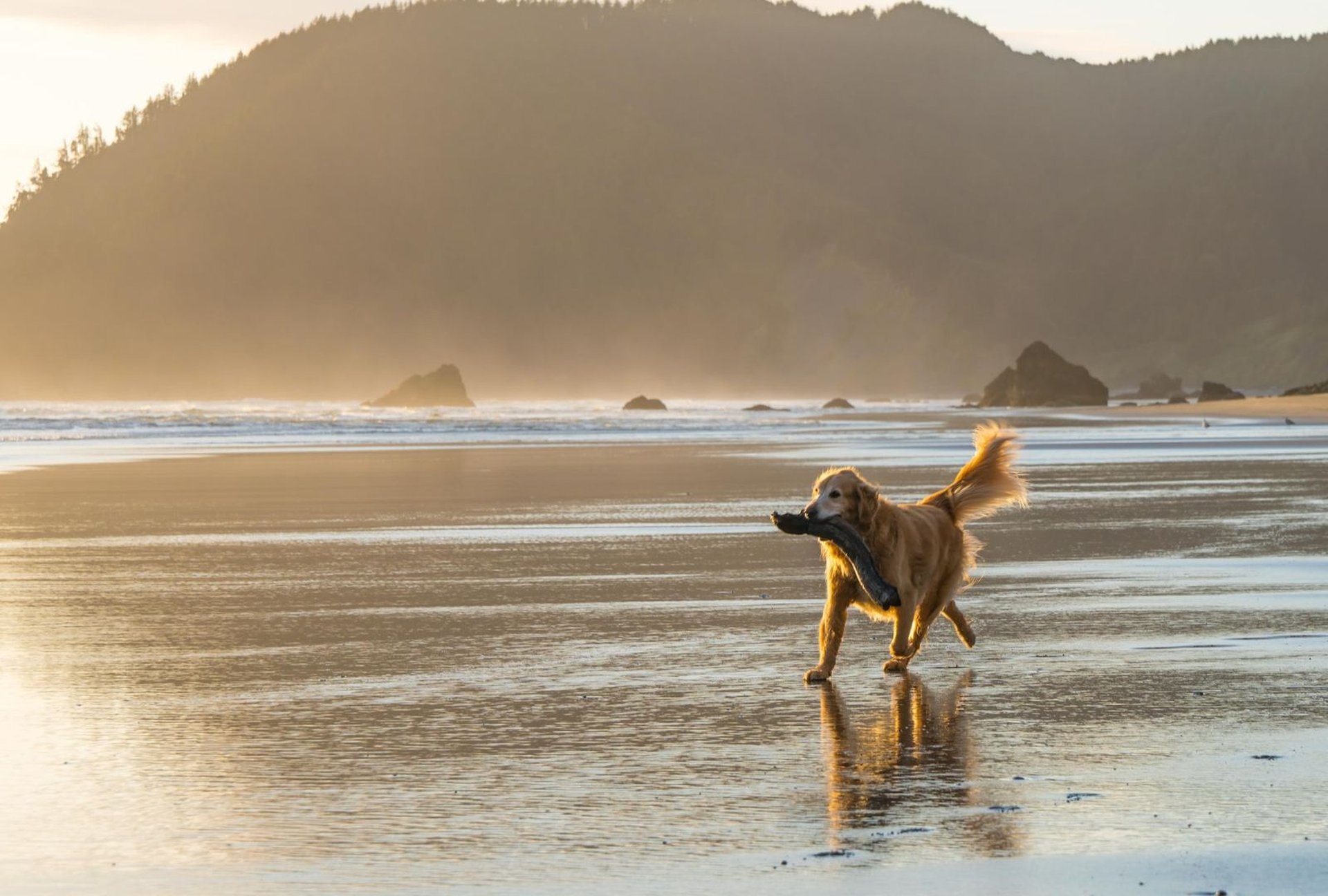 Golden Retriever am Strand bei Sonnenuntergang