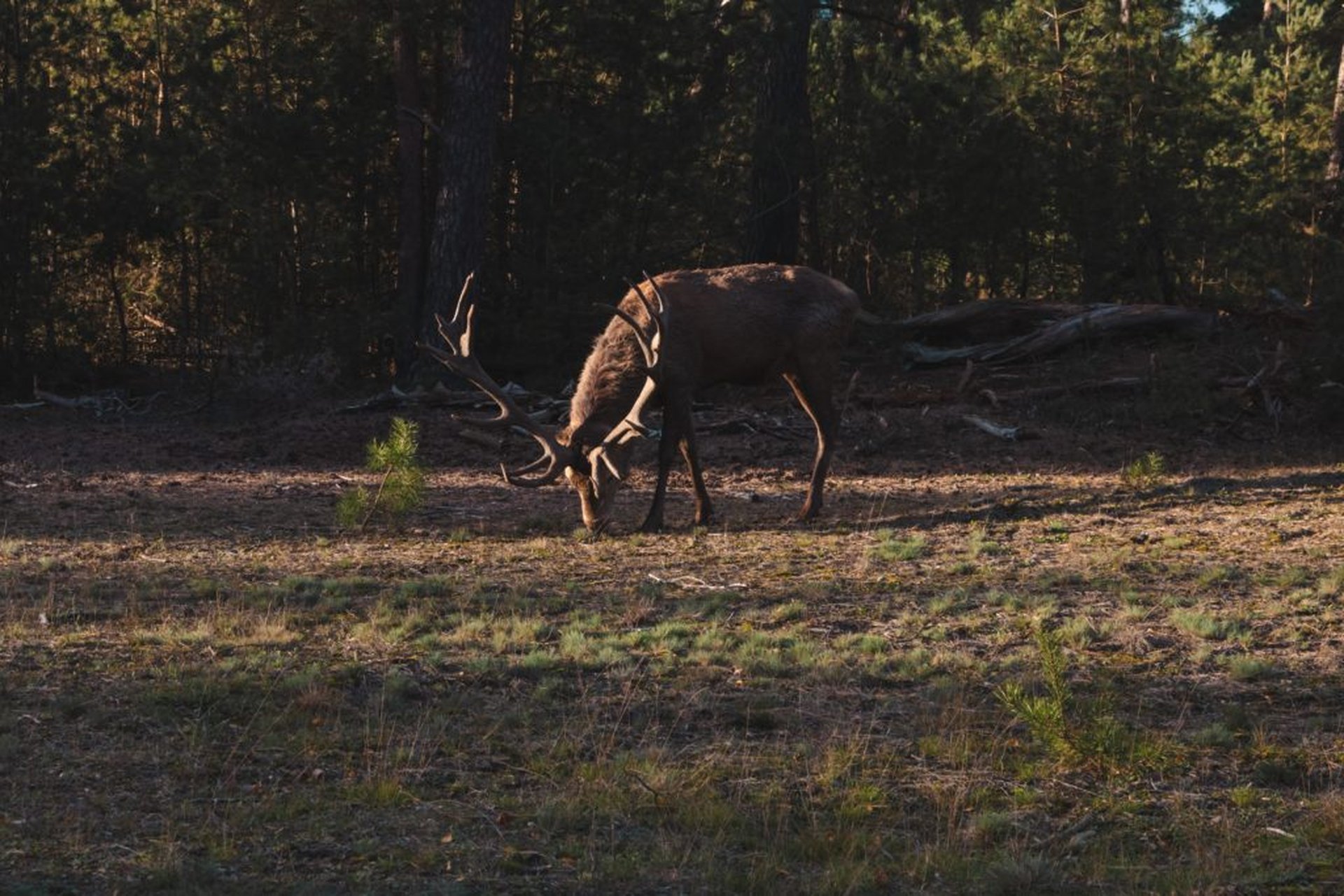 Wildspotten in natuurgebied de Veluwe.