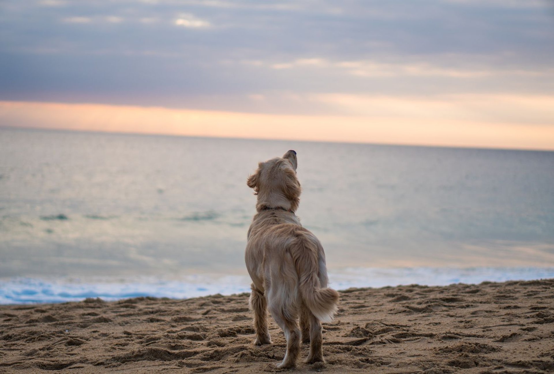 Hund am Strand Sonnenuntergang Ostsee