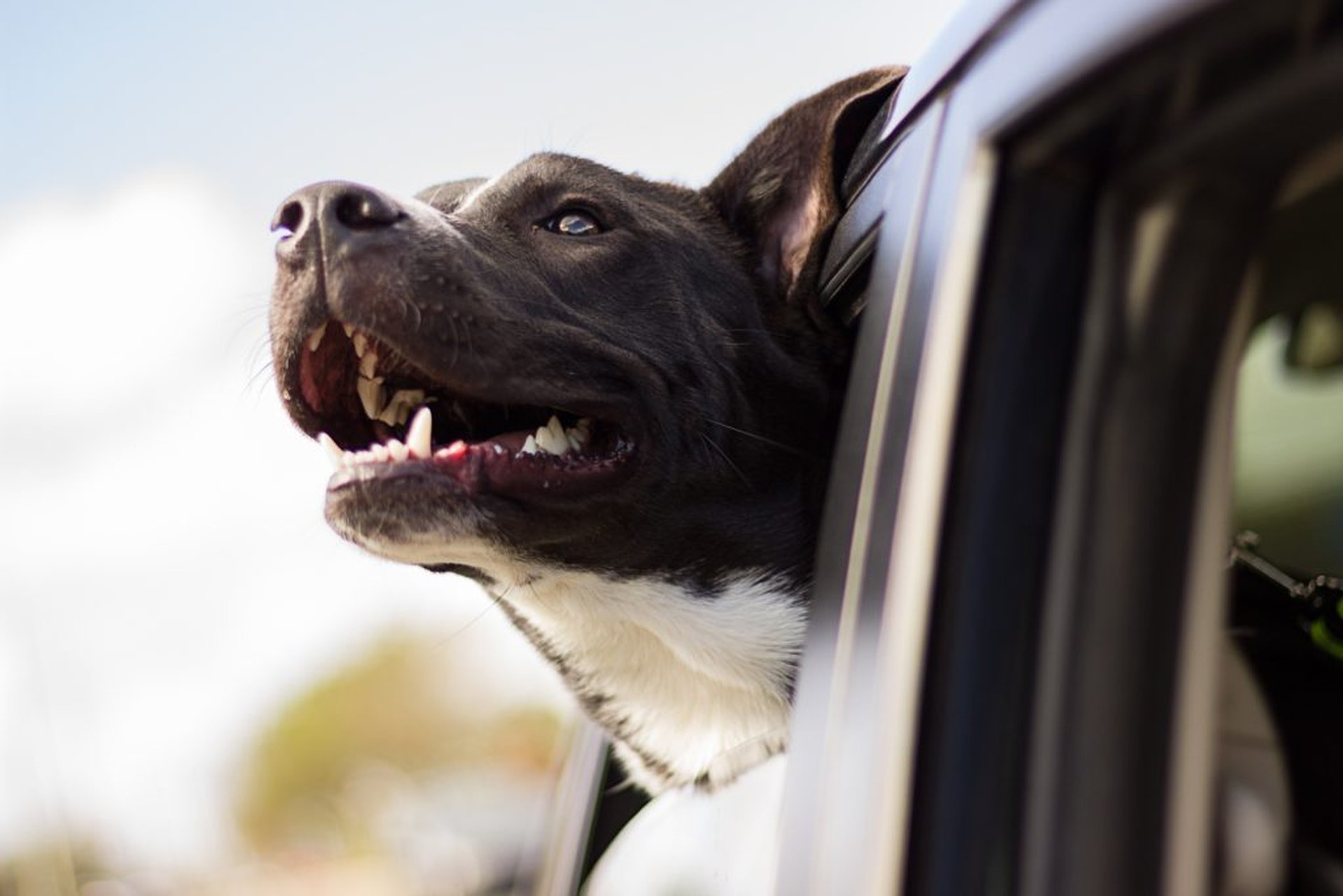 Road Trip Songs PaulCamper Hund
