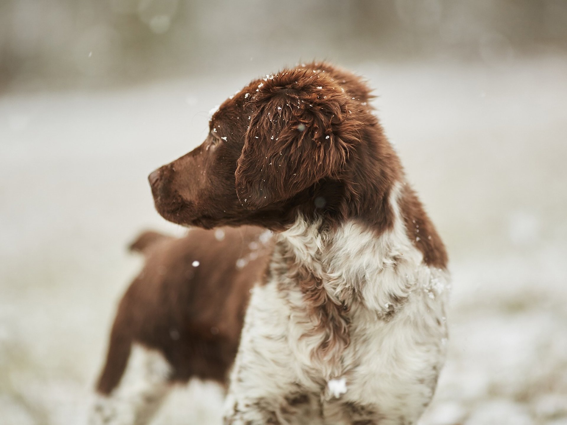 Wintercamping mit Hund in Deutschland PaulCamper