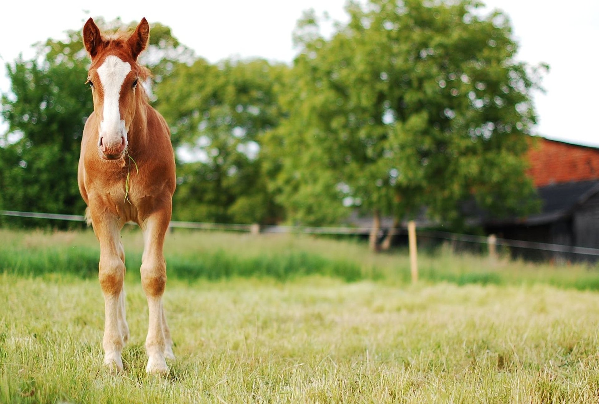 Pferd Ponyhof Reiterhof Campingplätze Schleswig-Holstein