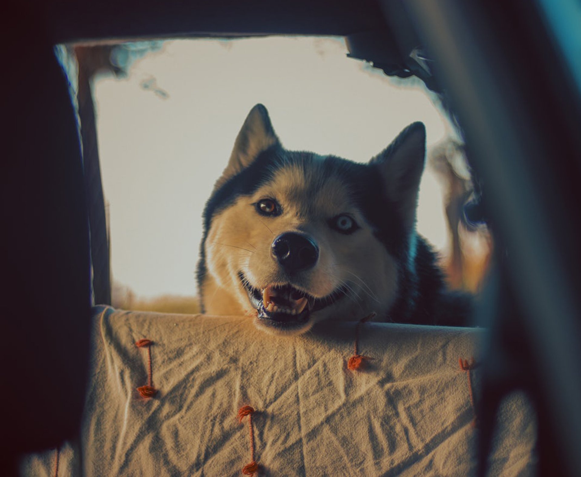 husky in auto