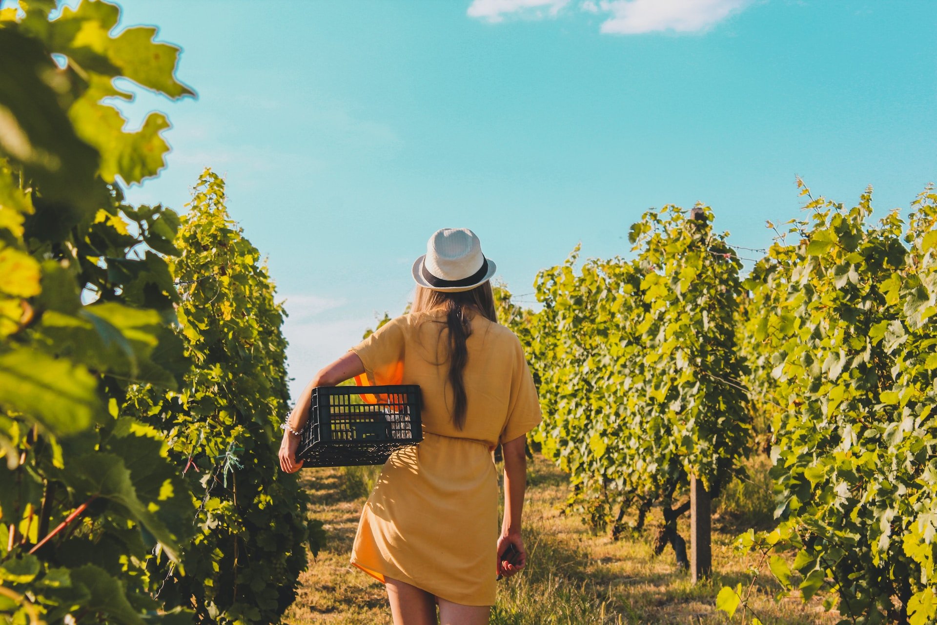 Weingut mit Wohnmobilstellplatz