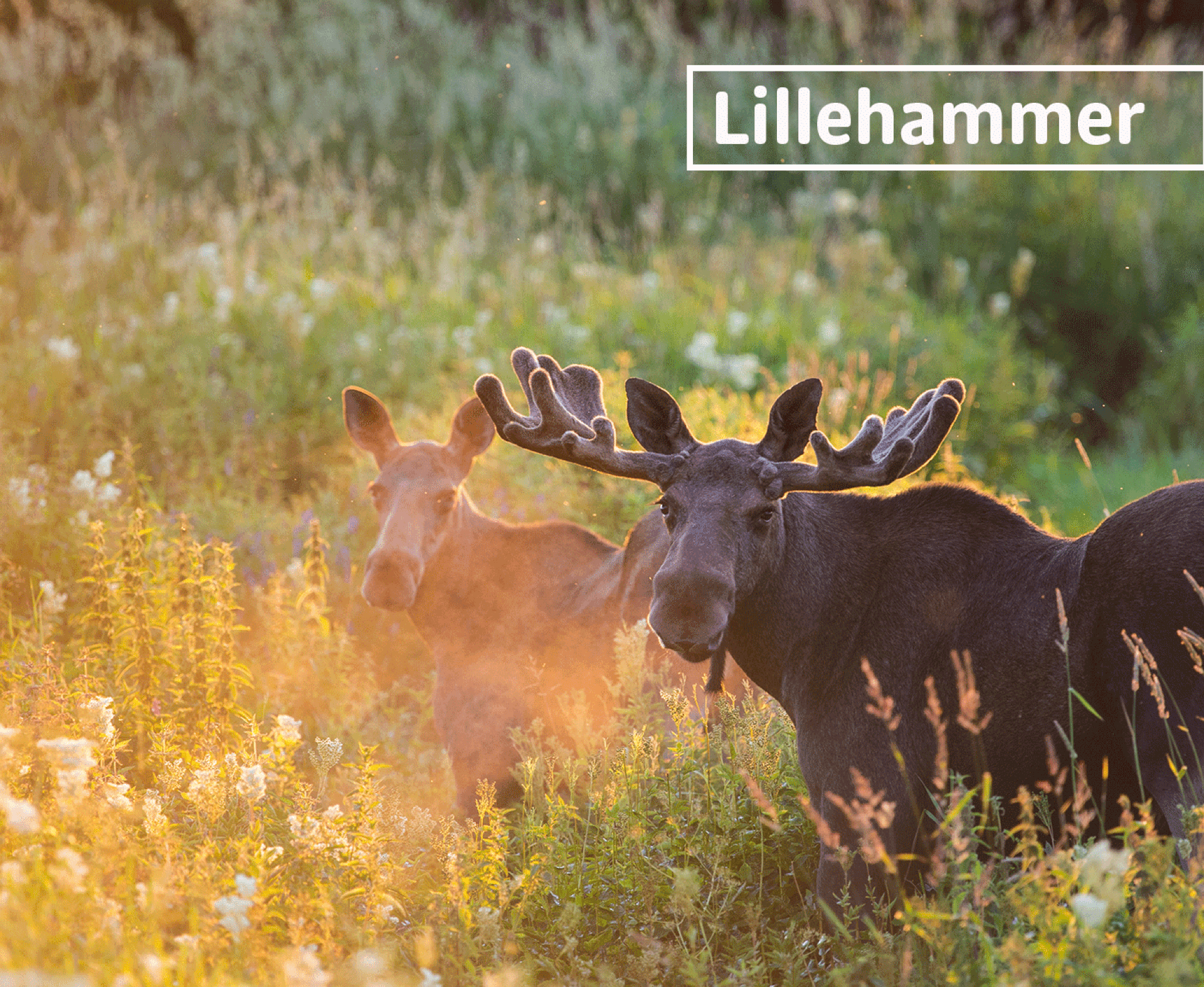 Zwei Elche in der Wiese