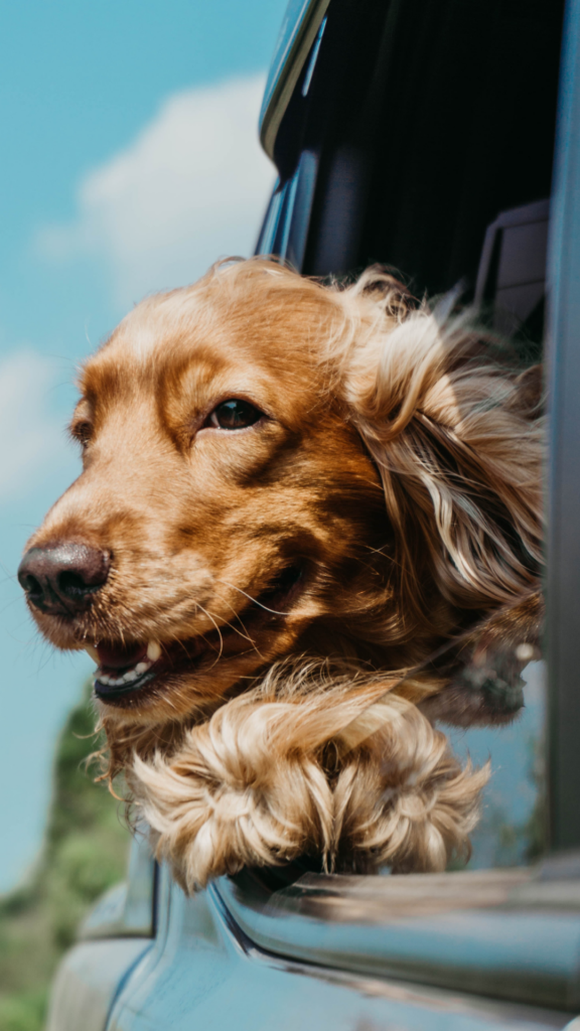 Kamperen in Italië met je hond: de 7 mooiste campings