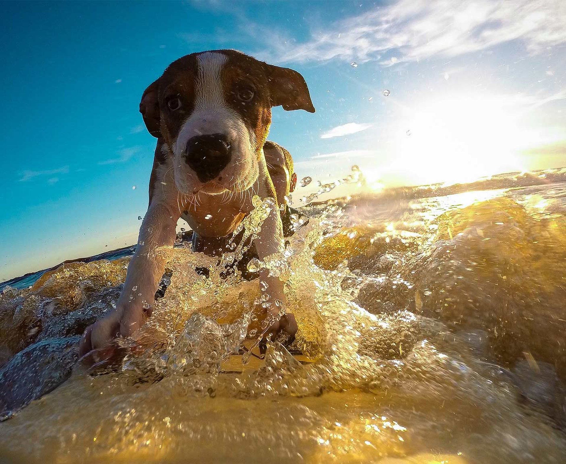 vakantie met hond, surfbord
