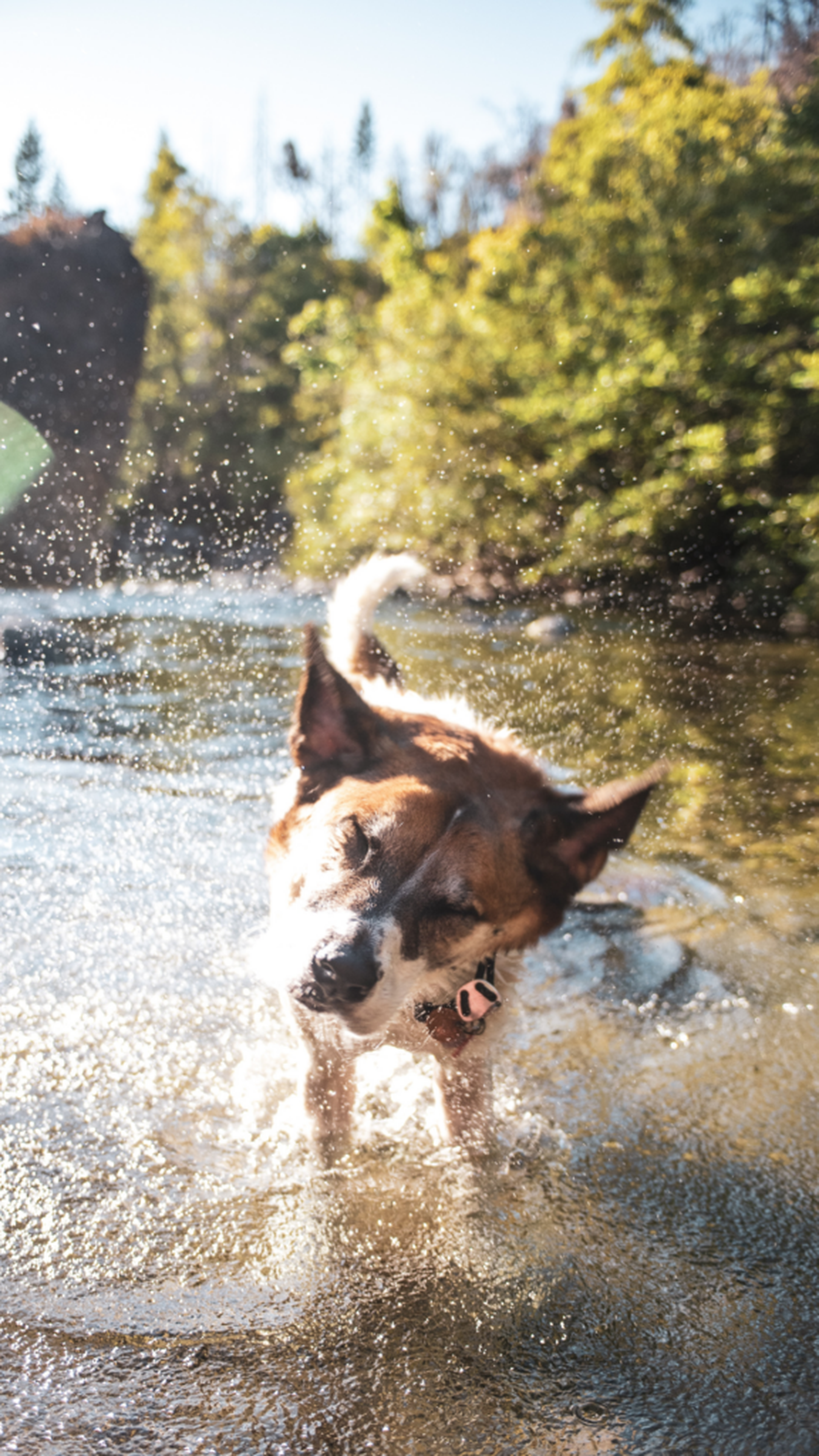 Urlaub mit Hund Schwarzwald  die sieben besten Campingpltze