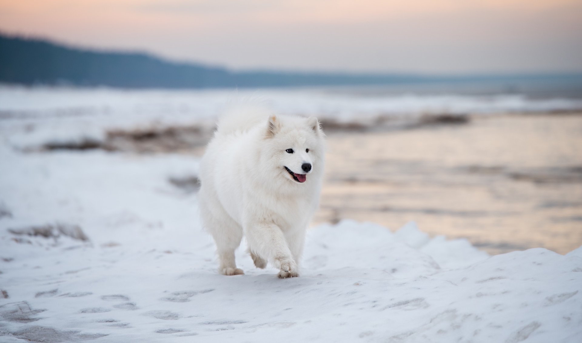 Wintercamping: Dein Wohnwagen am Ostseestrand. Genieße die Ruhe und Erholung mit Deinem Hund auf dem Campingplatz.