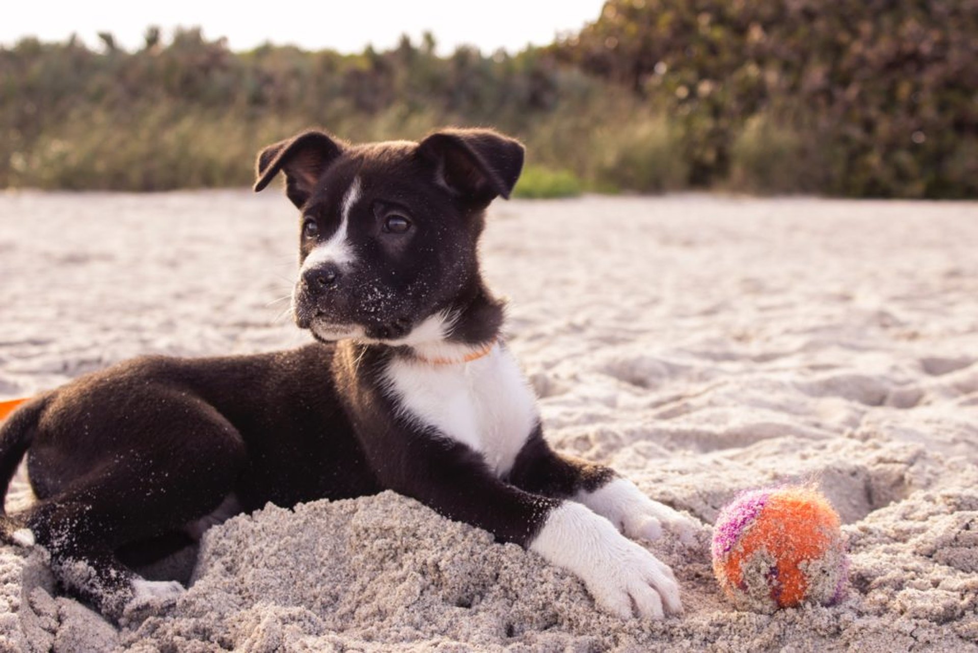 Urlaub mit Hund Deutschland Hundebaby am Strand