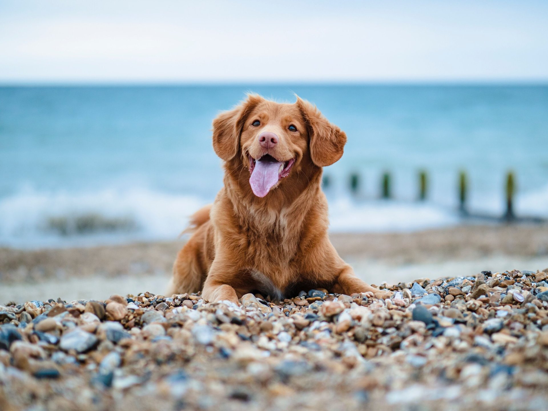 camping mit hund italien