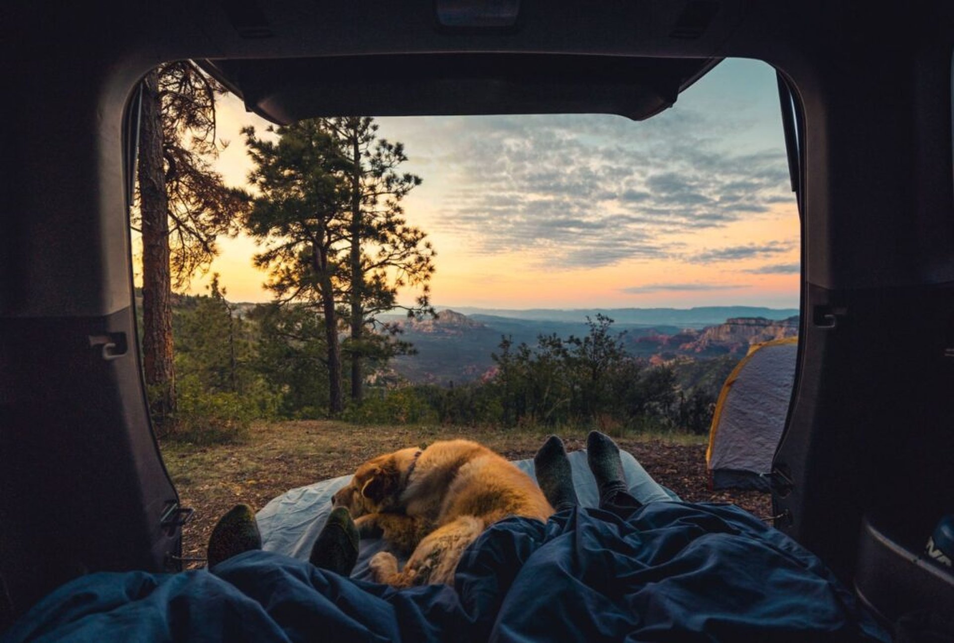 Camping mit Hund: Daran solltest du denken