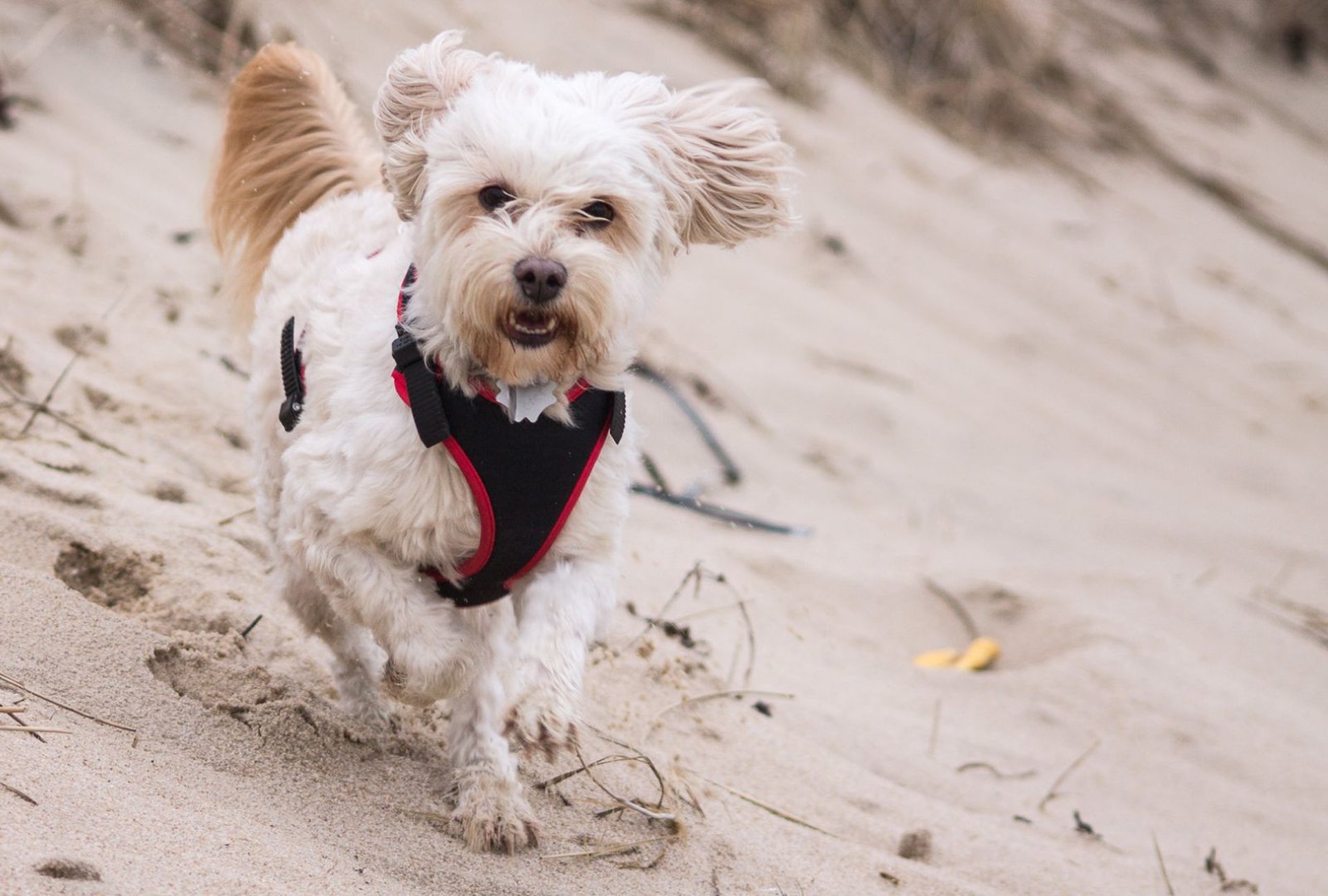 Nordsee Urlaub mit Hund