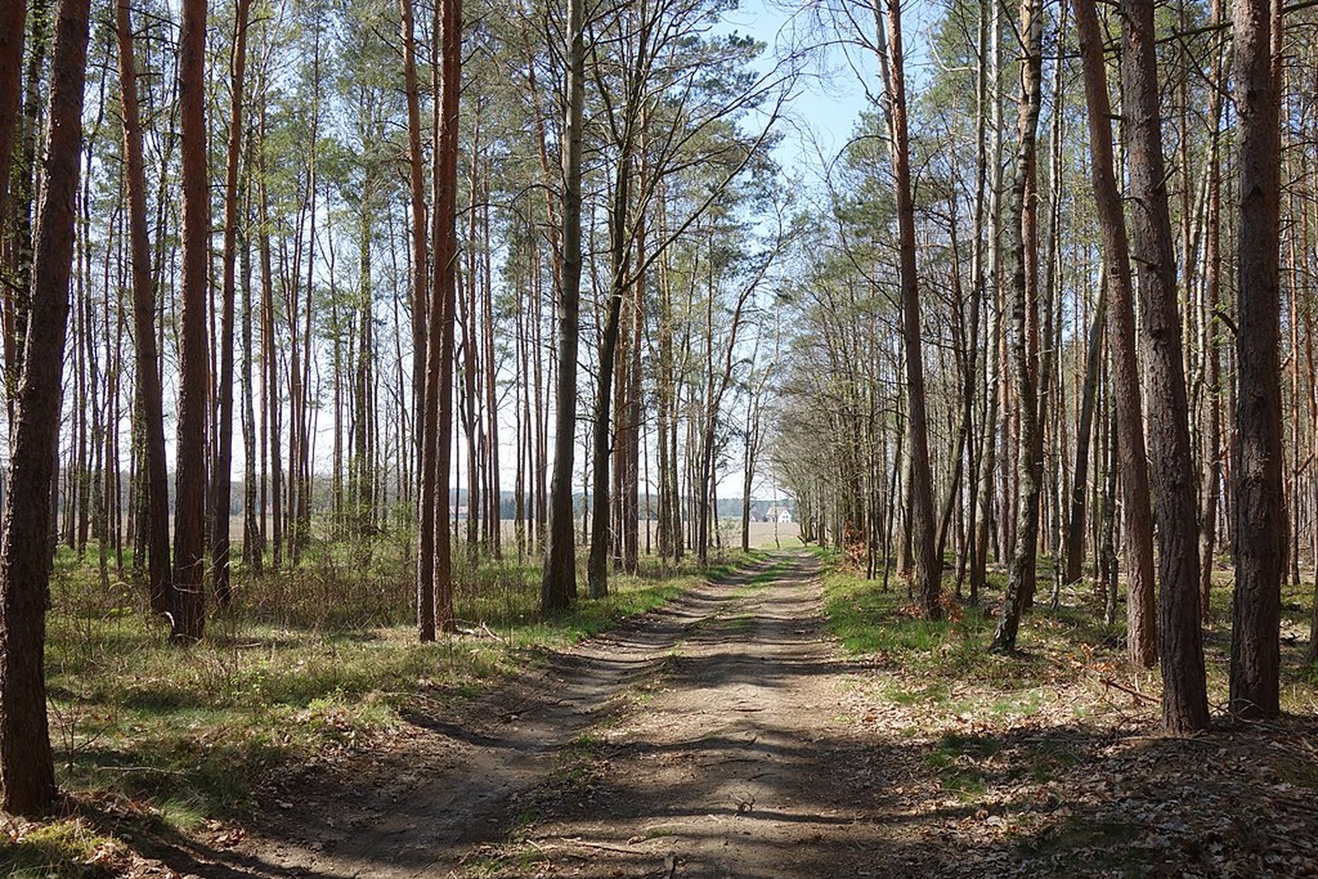 Die Königsbrücker Heide entdecken beim Camping in Brandenburg