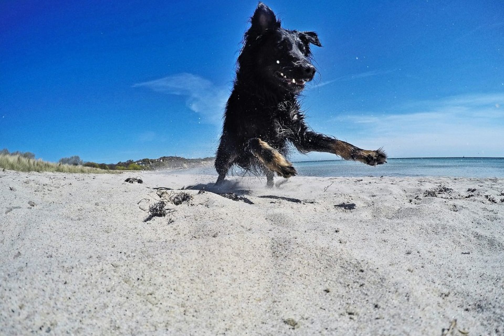 Urlaub mit Hund am Meer – das große Abenteuer wartet schon