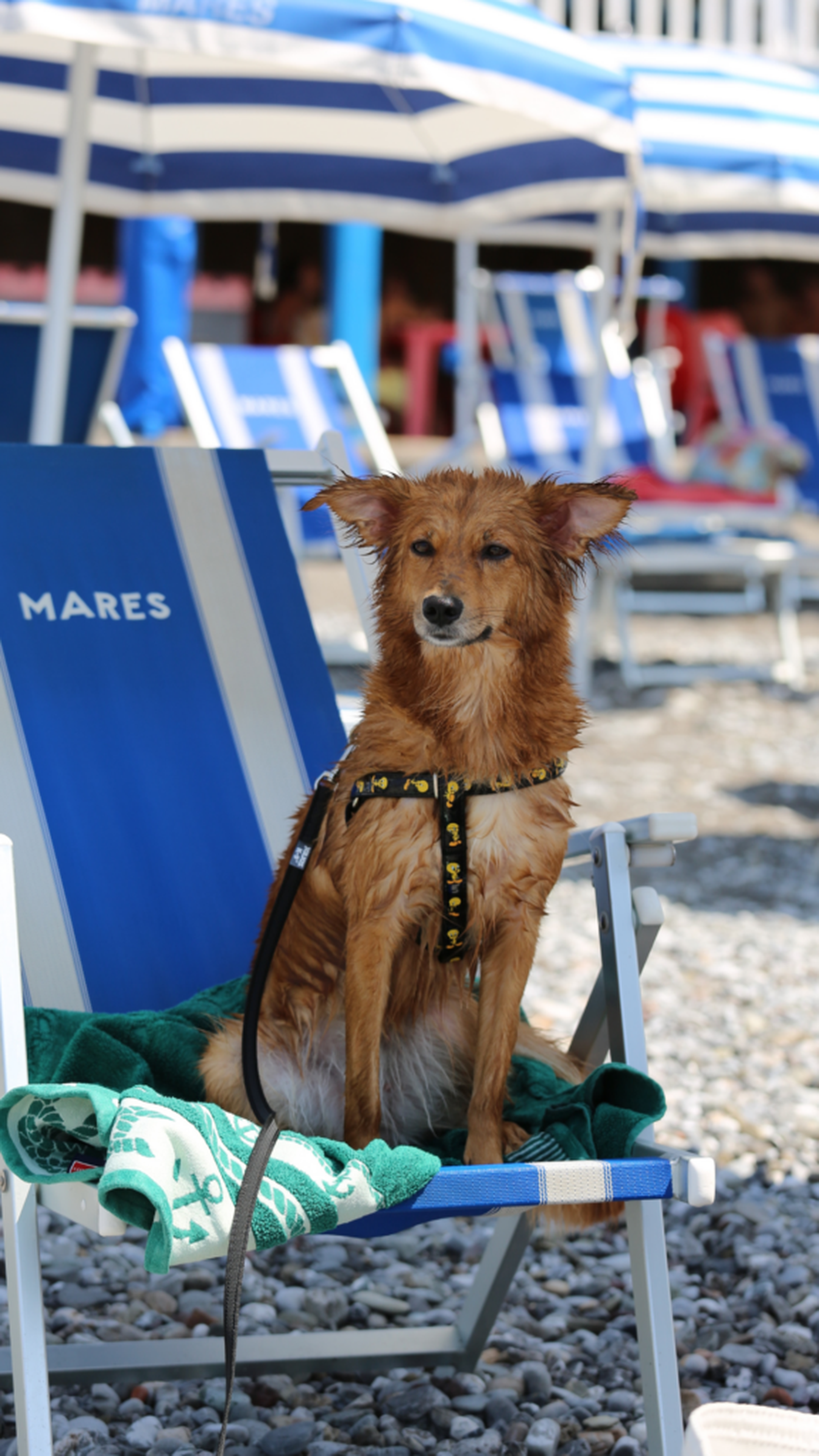 Kamperen in Italië met je hond: de 7 mooiste campings