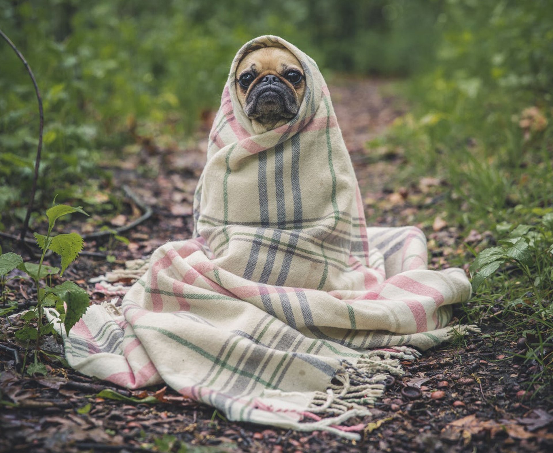 hond, deken, inenten