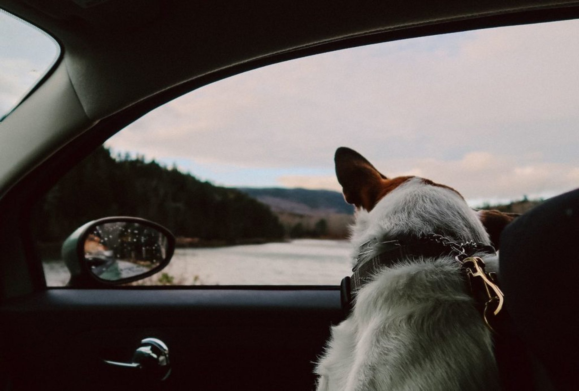 Die aktuellen Einreisebestimmungen für Hunde in EU-Ländern